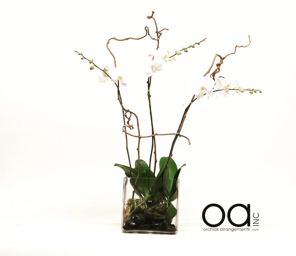 27 Wonderful 6 Glass Cube Vase 2024 free download 6 glass cube vase of send 3 orchids arrangement square glass cube with 20180916073946 file 5b9eb182ef52f