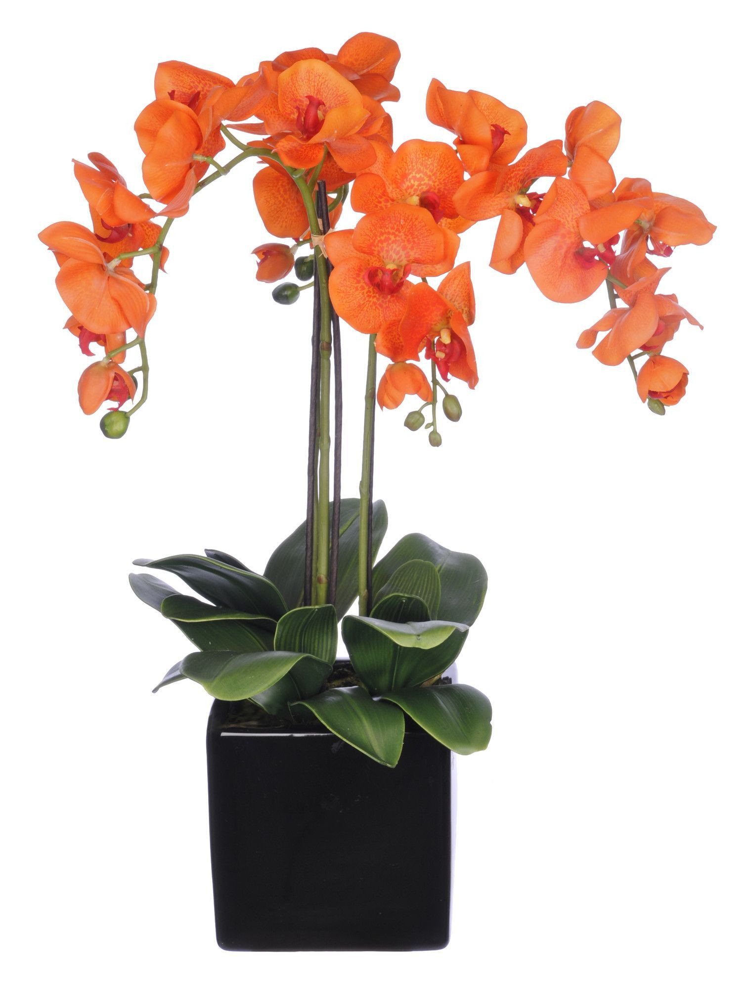 24 Lovely 6 Inch Glass Cube Vase 2024 free download 6 inch glass cube vase of phalaenopsis orchid arrangement in cube ceramic vase orkideler inside phalaenopsis orchid arrangement in cube ceramic vase