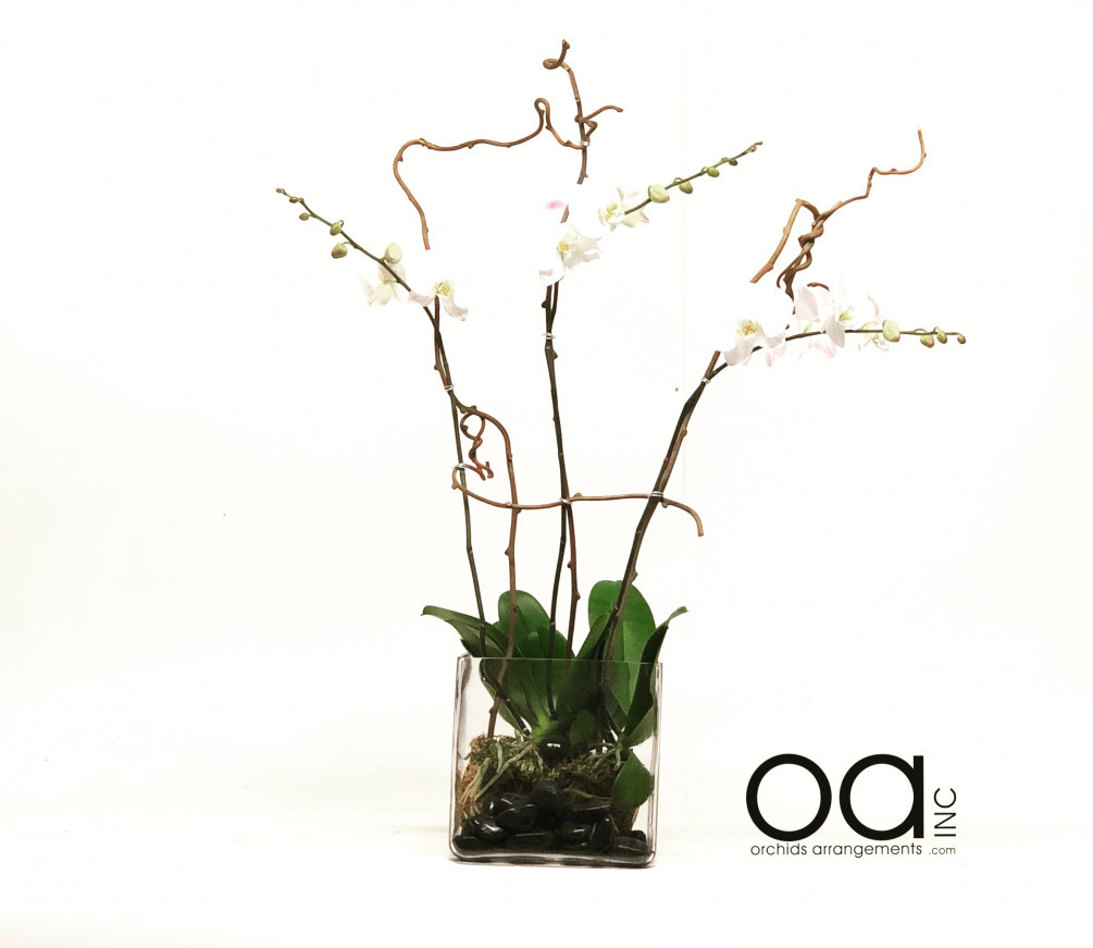 17 Great 8 Inch Glass Cube Vase 2024 free download 8 inch glass cube vase of send 3 orchids arrangement square glass cube intended for 20180916073946 file 5b9eb182ef52f