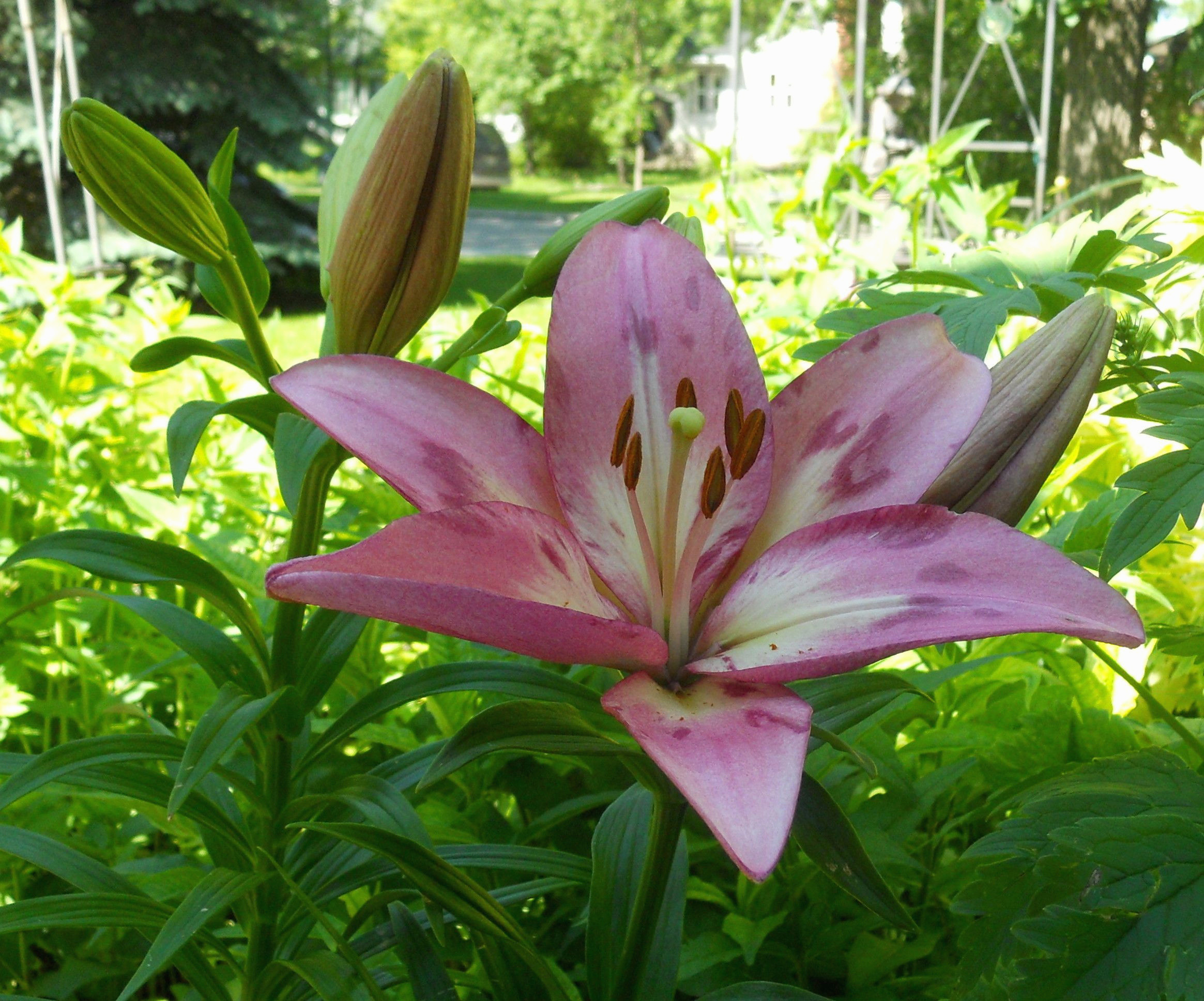 16 Spectacular Amaryllis Bulb Vase 2024 free download amaryllis bulb vase of 5 fresh what is a flower bulb graphics best roses flower for inspirational lily lollipop june 23 2012 in my garden of 5 fresh what is a flower