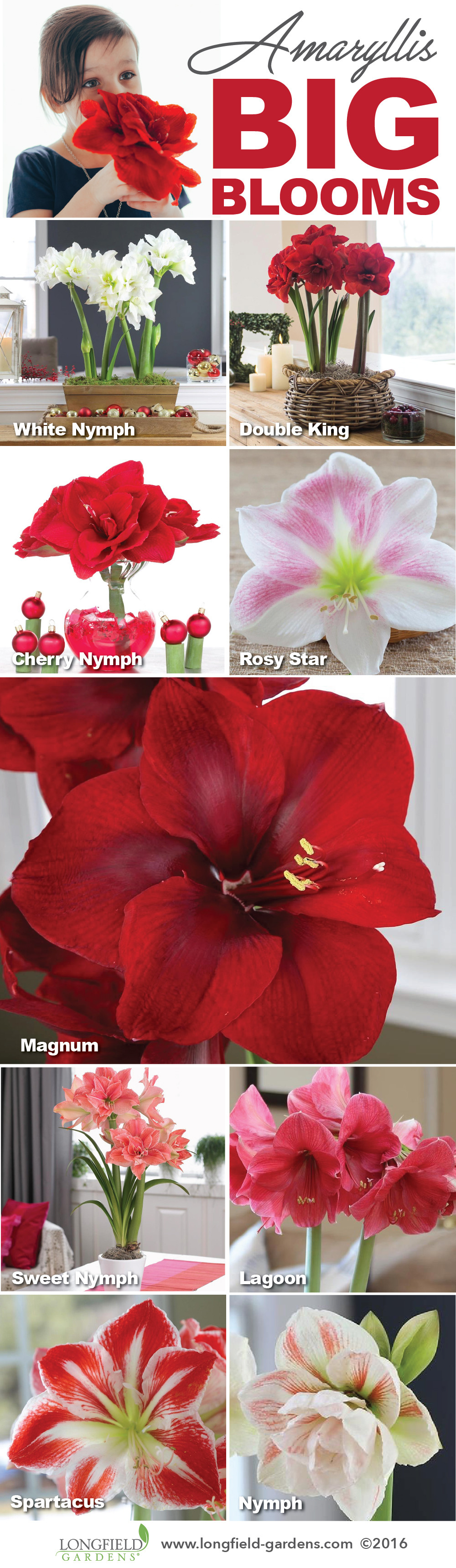 16 Spectacular Amaryllis Bulb Vase 2024 free download amaryllis bulb vase of big impressive blooms these varieties of amaryllis gives off an for these varieties of amaryllis gives off an amazing show of size and