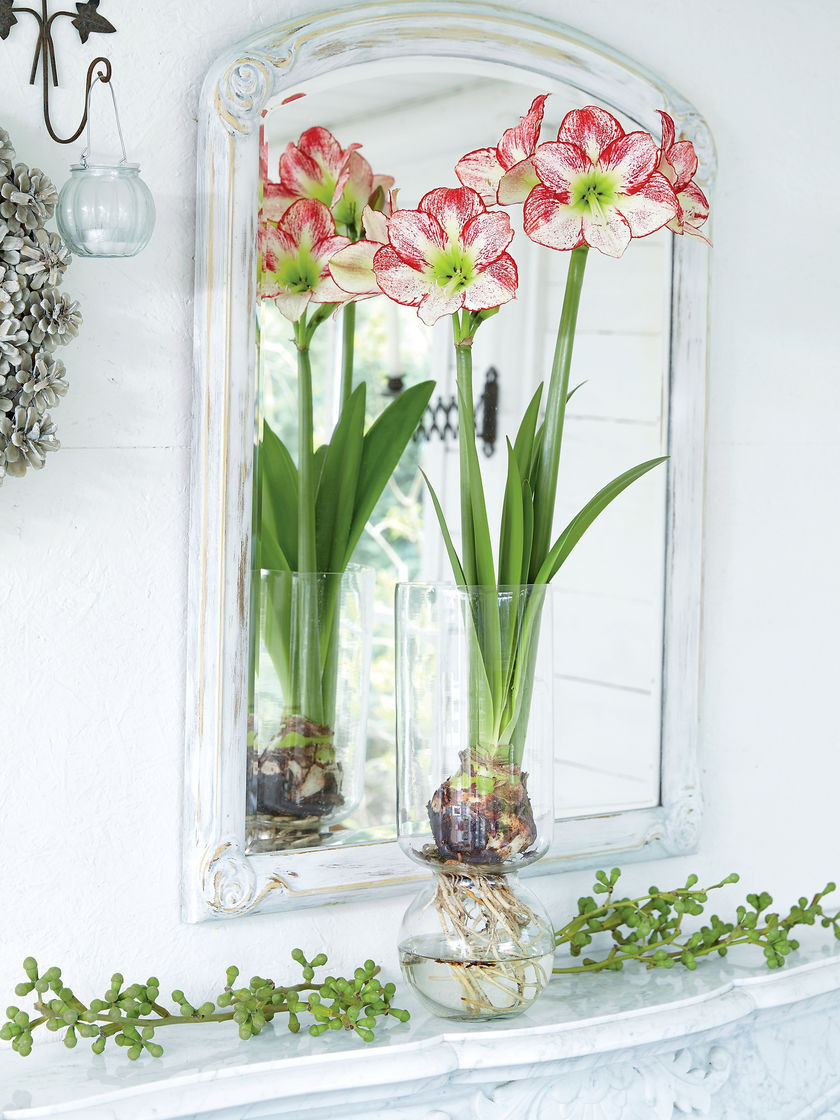 16 Spectacular Amaryllis Bulb Vase 2024 free download amaryllis bulb vase of faux amaryllis plant jv63 wendycorsistaubcommunity within top amaryllis bulb with glass vase gardeners supply oa03