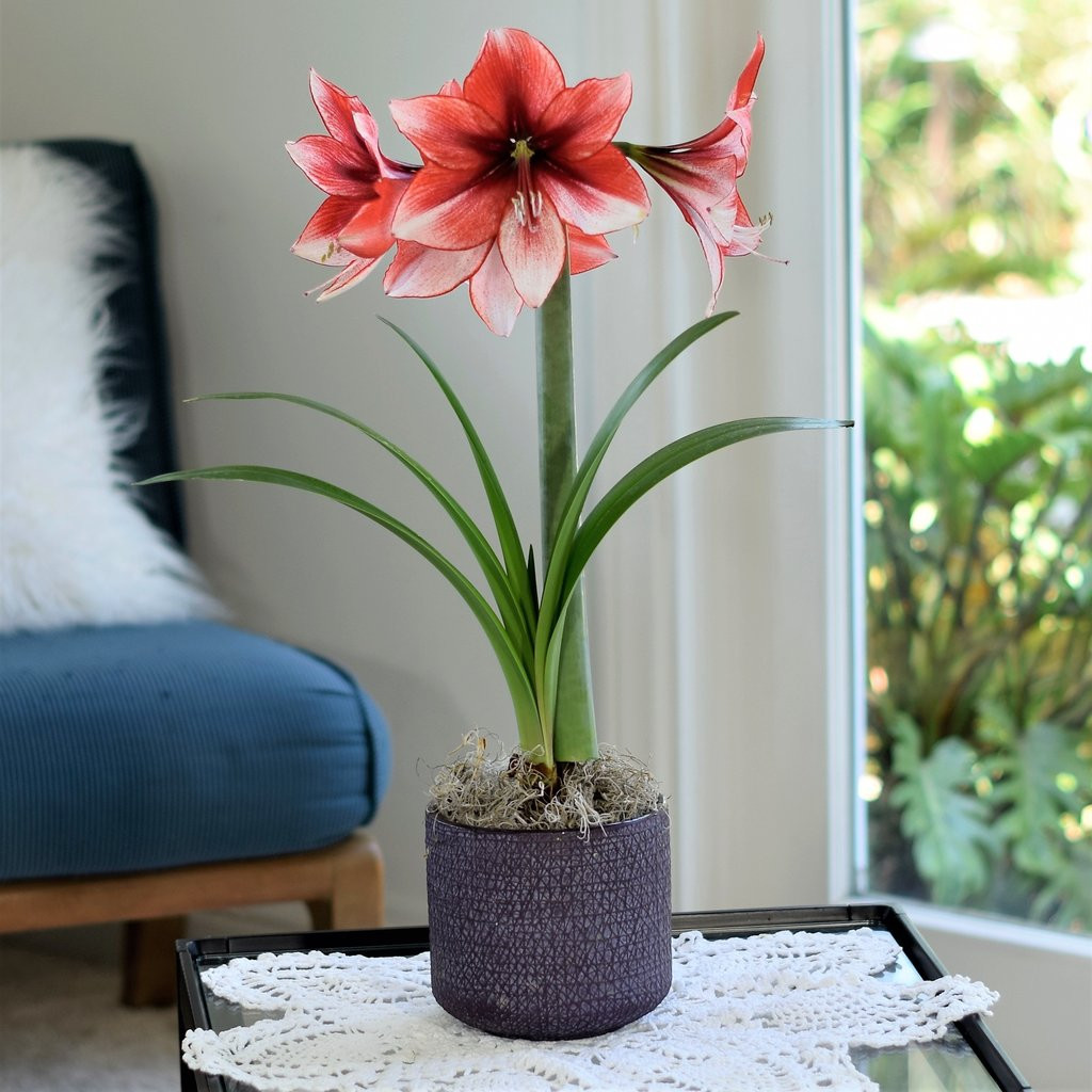 16 Spectacular Amaryllis Bulb Vase 2024 free download amaryllis bulb vase of flowering gifts gifts for the gardener gardening gift cards with amaryllis temptation in an aubergine helix bowl free shipping