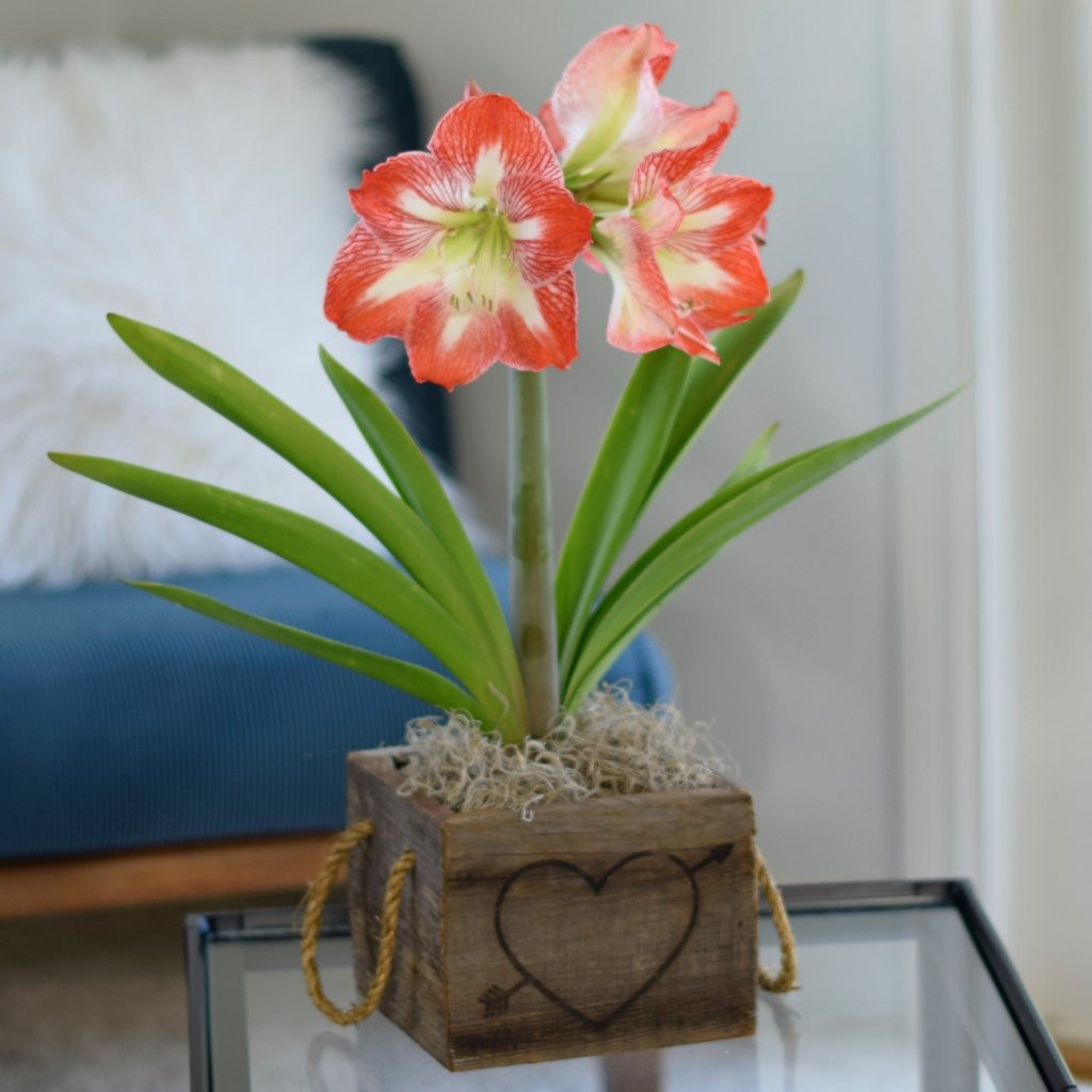 16 Spectacular Amaryllis Bulb Vase 2024 free download amaryllis bulb vase of flowering gifts gifts for the gardener gardening gift cards within amaryllis minerva in a reclaimed wood square heart free shipping