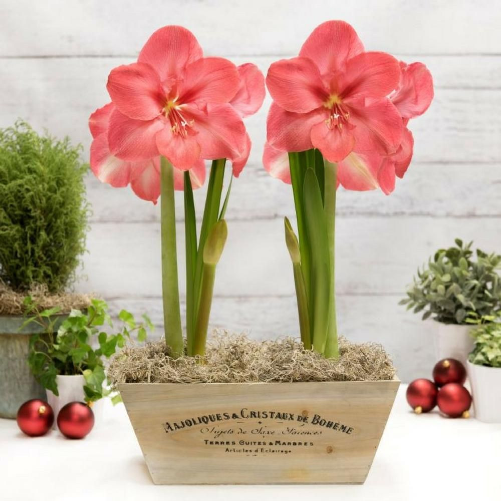 16 Spectacular Amaryllis Bulb Vase 2024 free download amaryllis bulb vase of gift kit lagoon gift kit 2 bulbs in wood crate holiday bulb for double the fun with a gift kit that includes two jumbo amaryllis bulbs in a decorative wooden crate jus