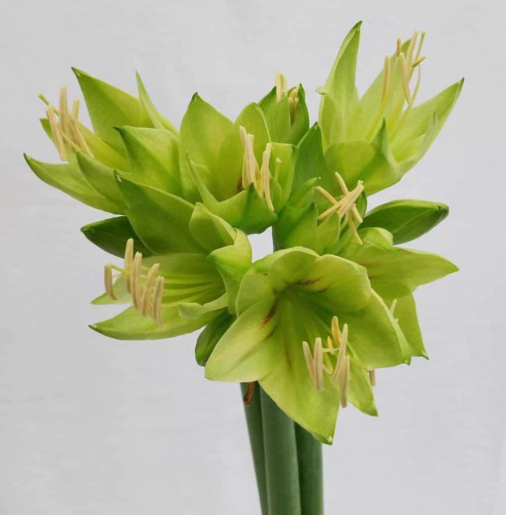 16 Spectacular Amaryllis Bulb Vase 2024 free download amaryllis bulb vase of mayesh wholesale florist april 2 2018 with my favorite is the green valley variety they fade to an almost perfect match to the mayesh logo color