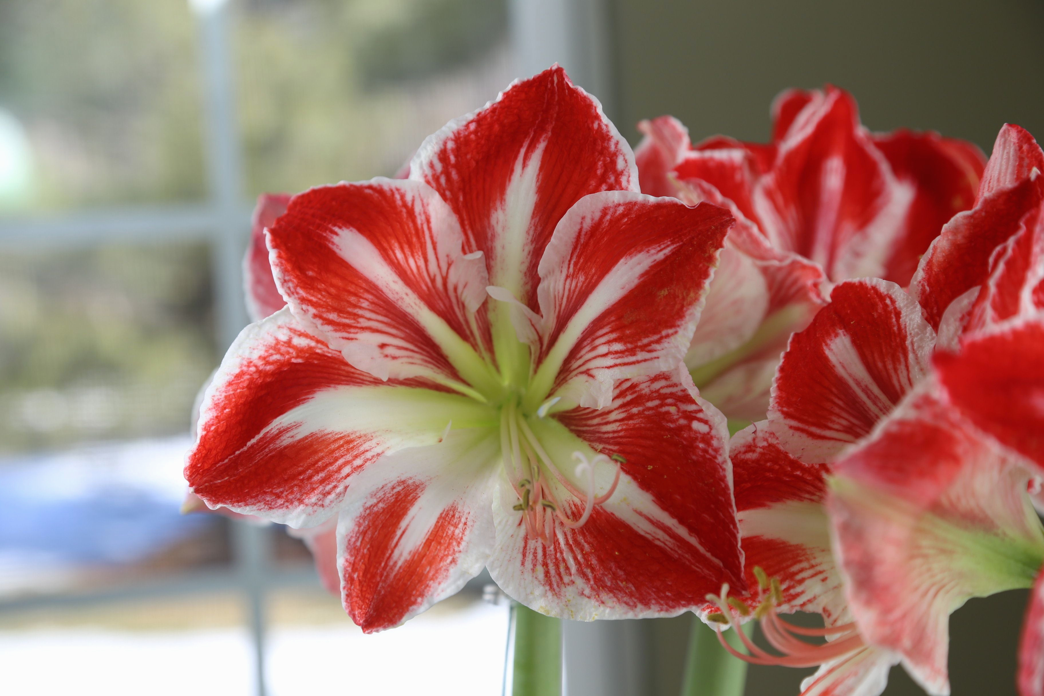 16 Spectacular Amaryllis Bulb Vase 2024 free download amaryllis bulb vase of new an amaryllis may be the easiest and most impressive plant you ll throughout an amaryllis may be the easiest and most impressive plant you ll