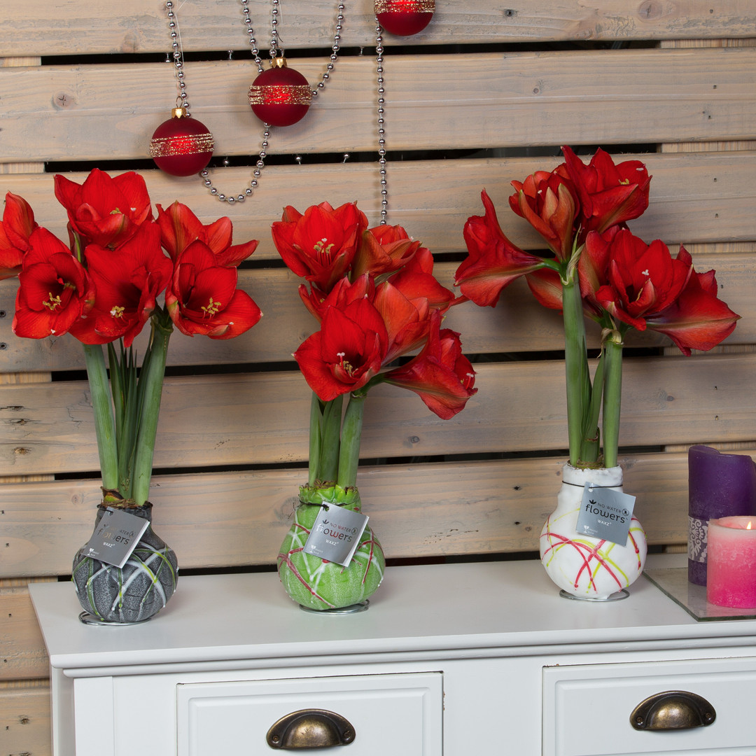 16 Spectacular Amaryllis Bulb Vase 2024 free download amaryllis bulb vase of no water flowersa wax amaryllis vreugdenhil bulbs plants for no water flowersa wax amaryllis