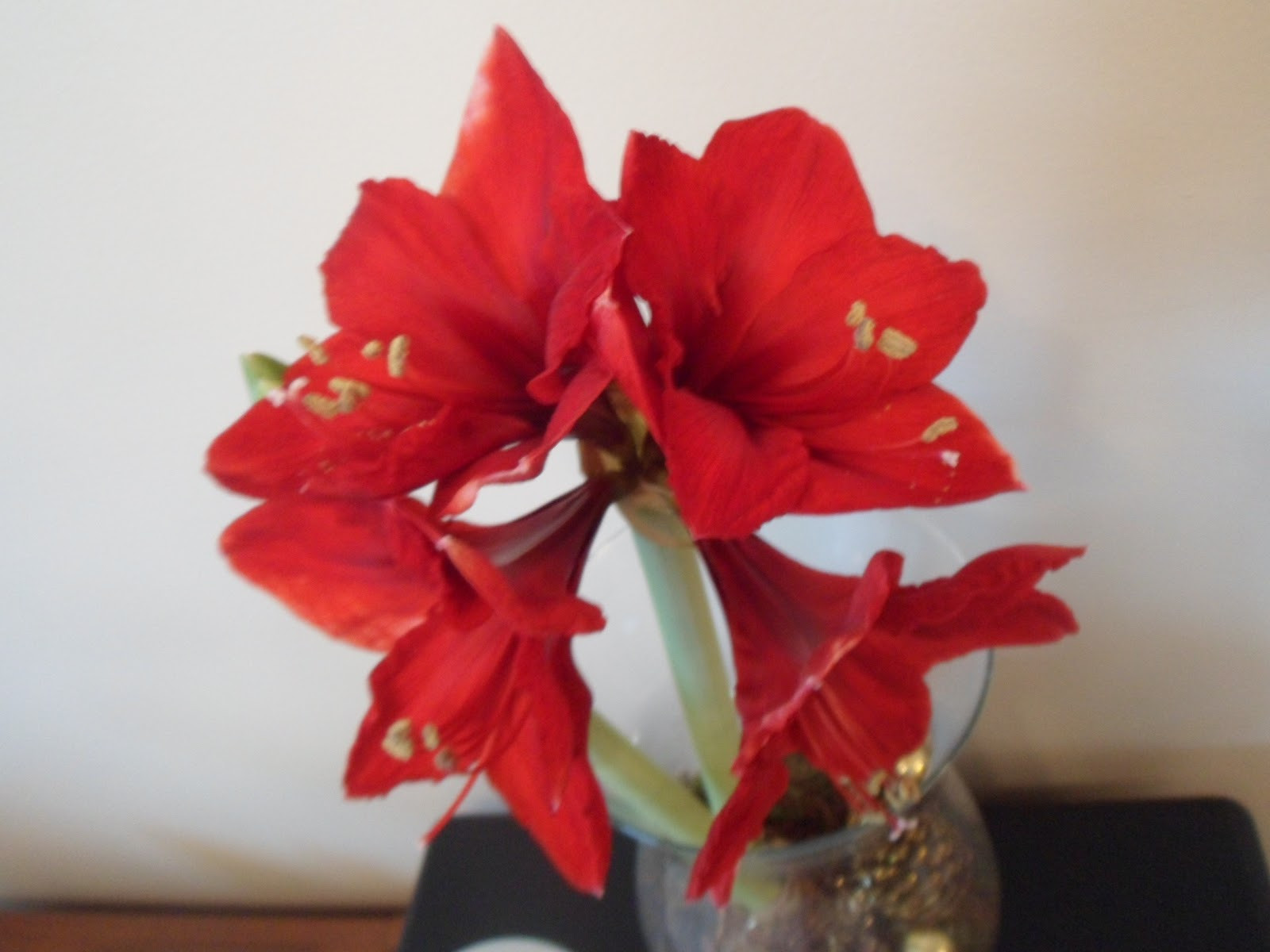 16 Spectacular Amaryllis Bulb Vase 2024 free download amaryllis bulb vase of poppy patchwork january 2018 in i have still plenty of colour inside at this moment the second bud on my amaryllis is starting to split and hopefully another flower