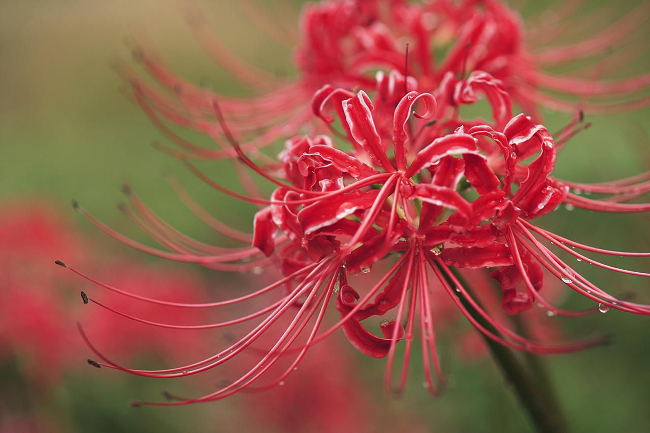 16 Spectacular Amaryllis Bulb Vase 2024 free download amaryllis bulb vase of surprise lilies in bloom pertaining to spider lily 84225352 resized 56a300c45f9b58b7d0d00ddb