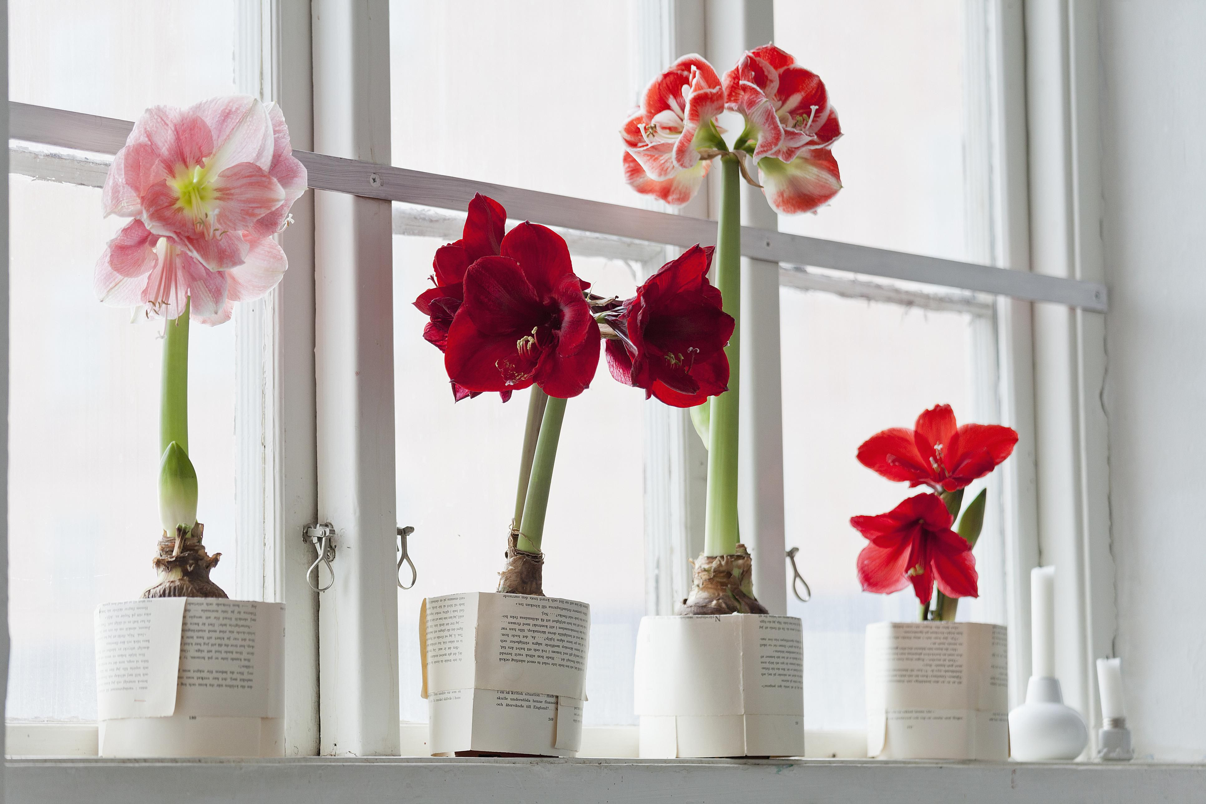 16 Spectacular Amaryllis Bulb Vase 2024 free download amaryllis bulb vase of toxic holiday plants and the risk to children and pets throughout amaryllis and daffodils poisonous