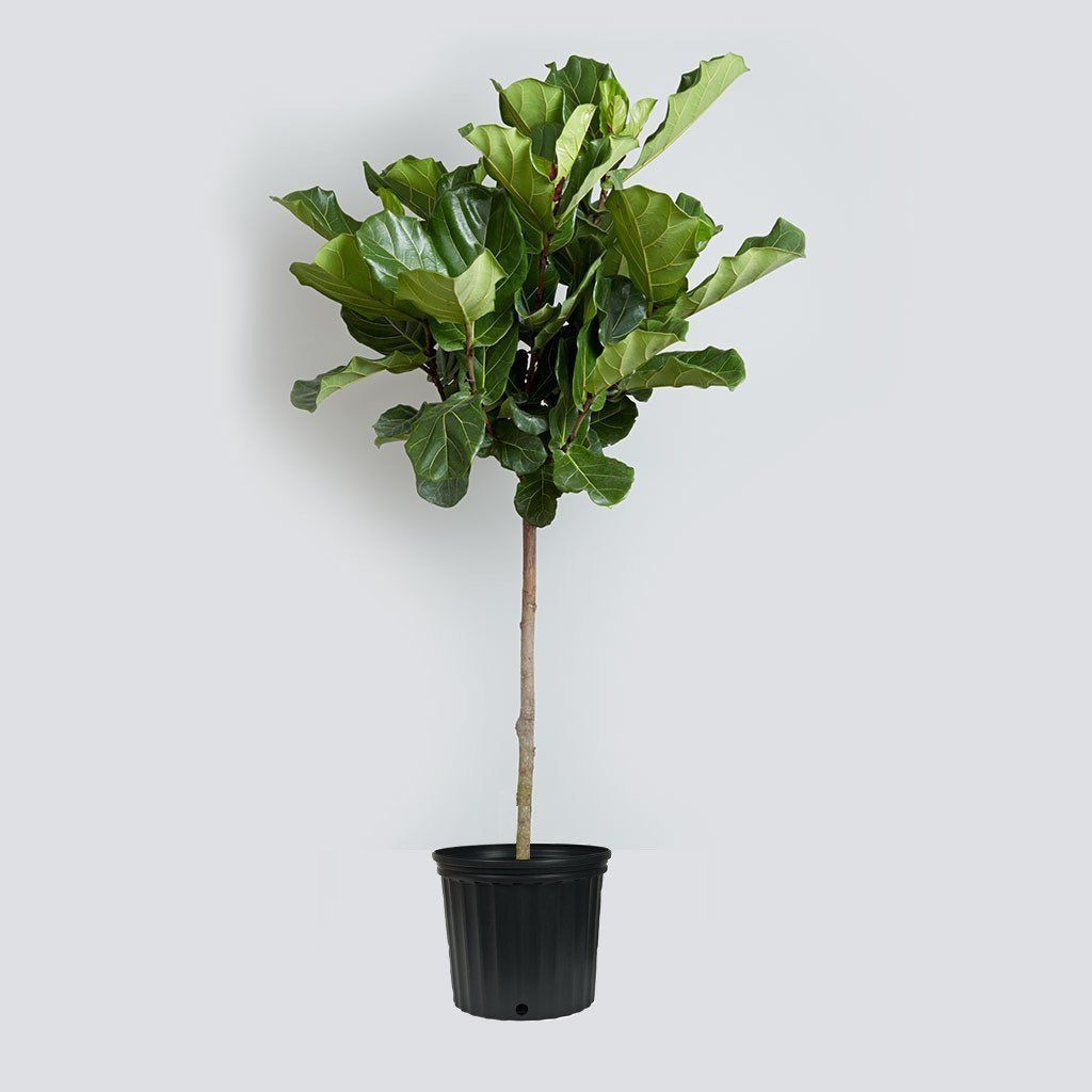 22 Stylish Amazon Tall Flower Vases 2024 free download amazon tall flower vases of amazon com fiddle leaf fig live tree about 42 tall beautiful with regard to amazon com fiddle leaf fig live tree about 42 tall beautiful ficus lyrata tree florist