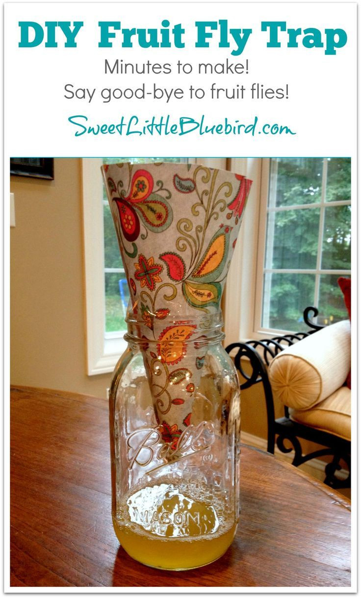 20 Trendy An Empty Vase Boerne 2024 free download an empty vase boerne of 302 best love to clean images on pinterest nail nail cow and dancing inside diy fruit fly trap super easy made in minutes works awesome caught