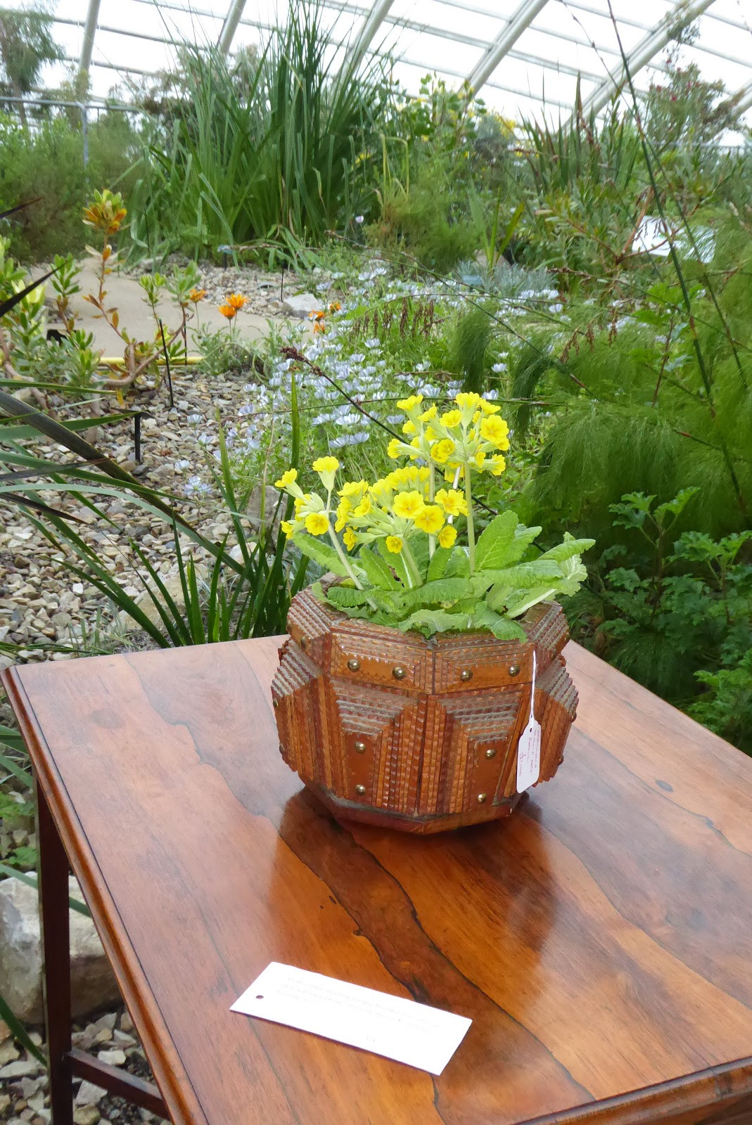 10 Wonderful Antique Bristol Blue Glass Vase 2024 free download antique bristol blue glass vase of codlinsandcream2 phew that was a tiring weekend pertaining to drumstick primulas in a lovely tramp art bowl on brazilian rosewood occasional table the prim