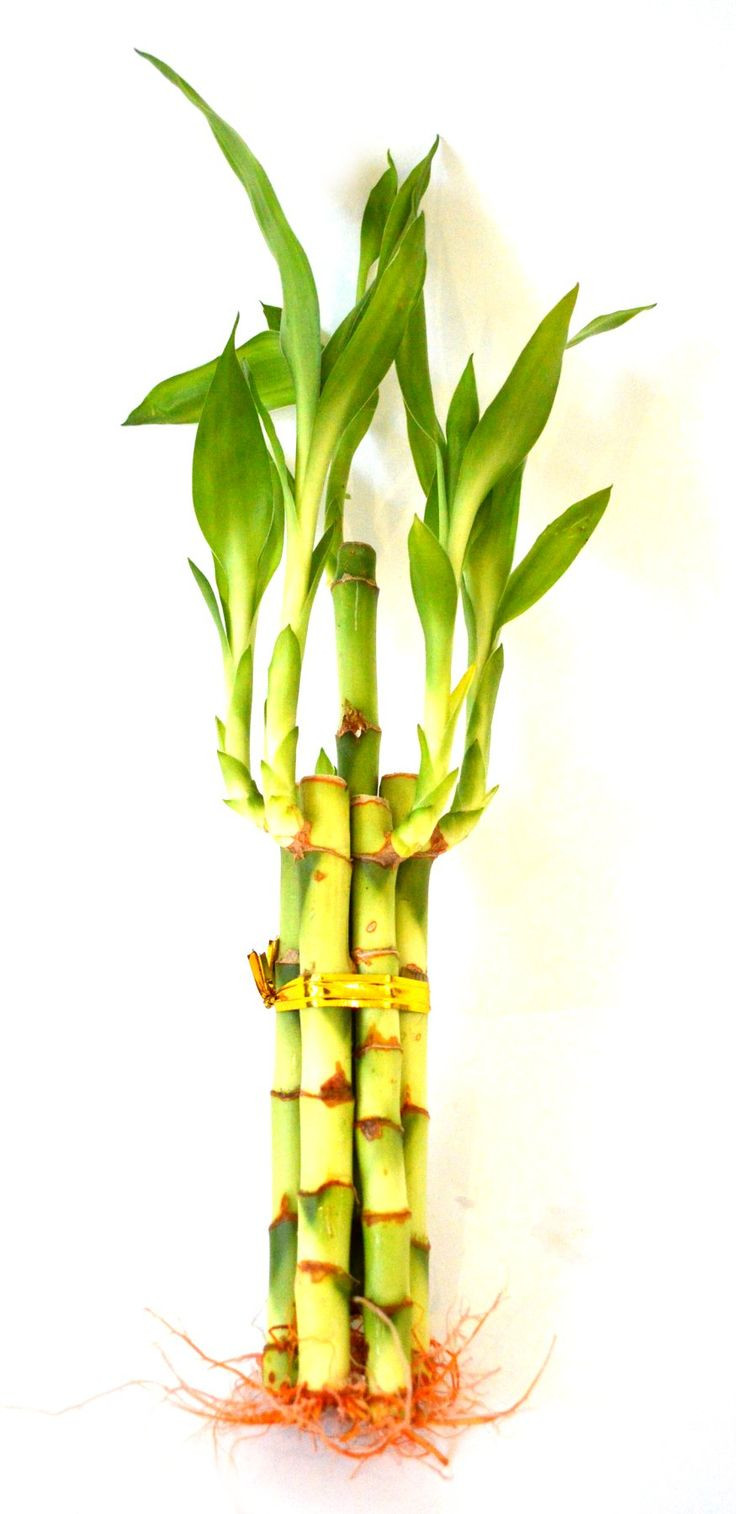 10 Trendy Bamboo Plant with Vase 2024 free download bamboo plant with vase of 414 best products images on pinterest bamboo lucky bamboo and within lucky bamboo 5 style