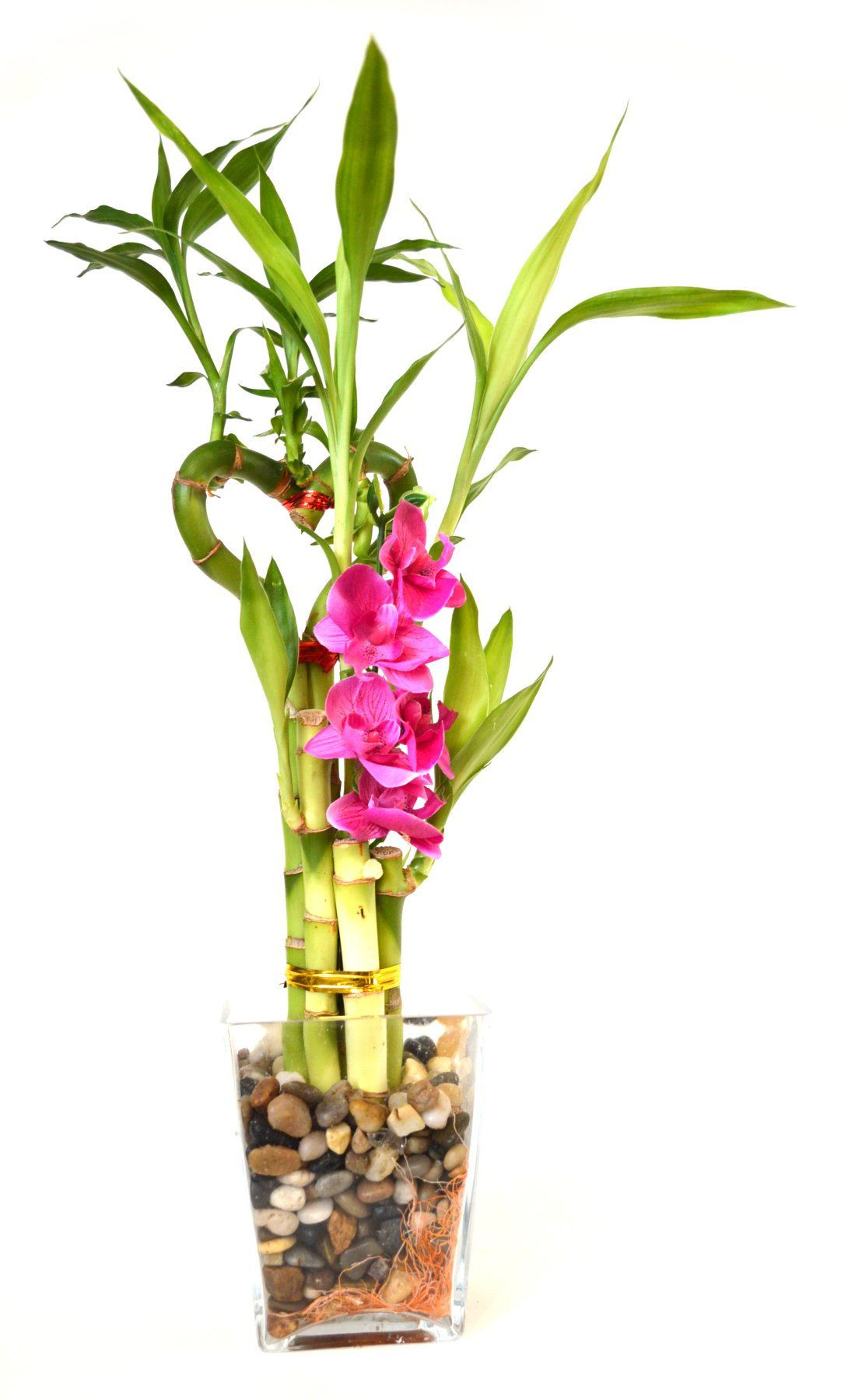 10 Trendy Bamboo Plant with Vase 2024 free download bamboo plant with vase of 9greenbox lucky bamboo heart style with silk flowers and glass for 9greenbox lucky bamboo heart style with silk flowers and glass vase and pebbles