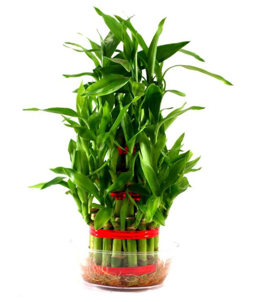 10 Trendy Bamboo Plant with Vase 2024 free download bamboo plant with vase of green plant indoor 3 layer lucky bamboo plant buy green plant with green plant indoor 3 layer lucky bamboo plant