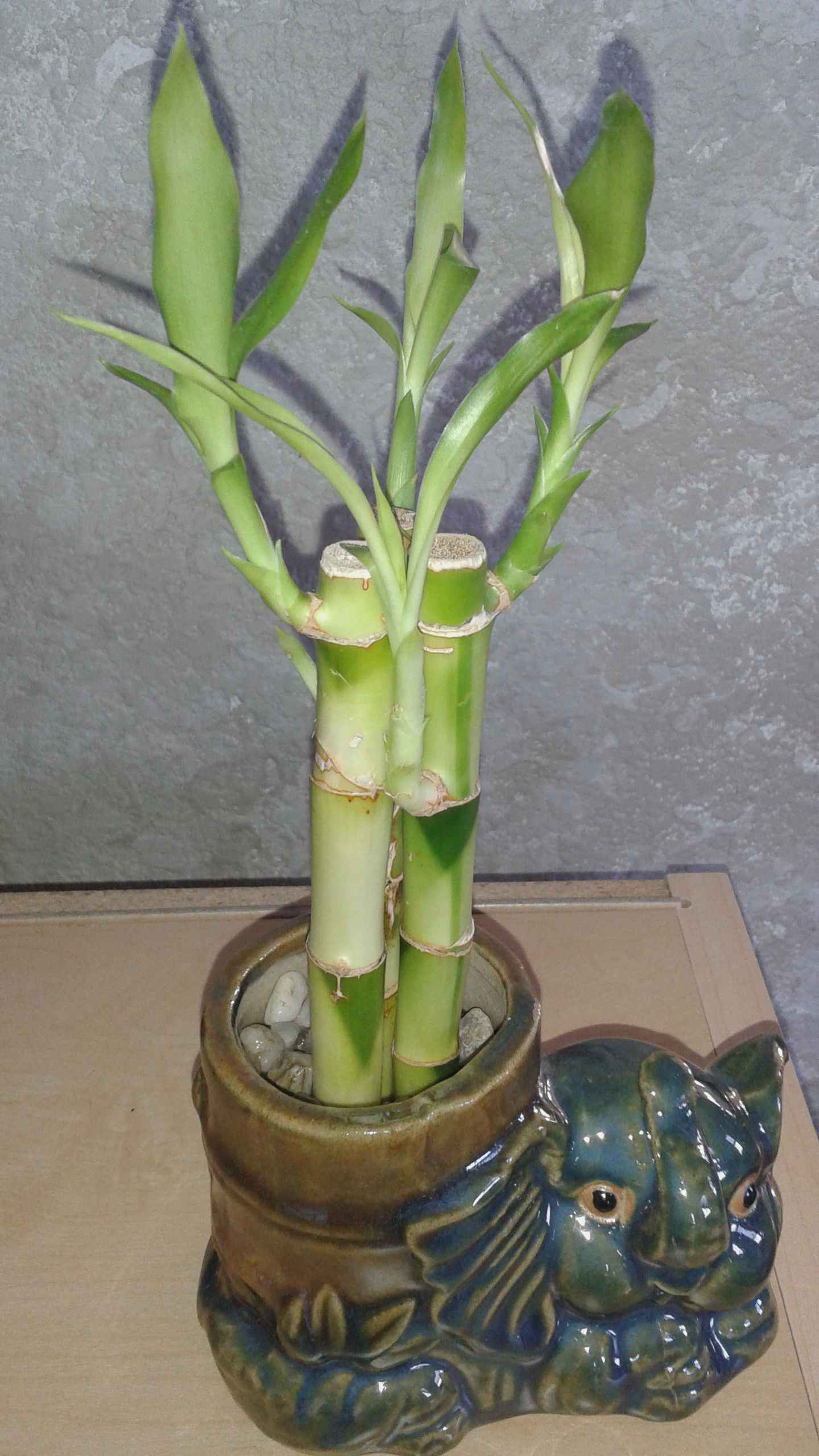 20 Famous Bamboo Vase Ideas 2024 free download bamboo vase ideas of beautiful indoor bamboo plants plant directory throughout lucky bamboo plant water when u see the water lessen in