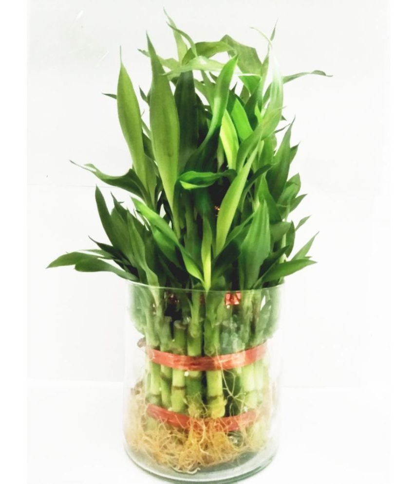 15 Stylish Bamboo Vases for Sale 2024 free download bamboo vases for sale of green plant indoor 3 layer lucky bamboo plants with pot indoor within green plant indoor 3 layer lucky bamboo plants with pot indoor bamboo plant