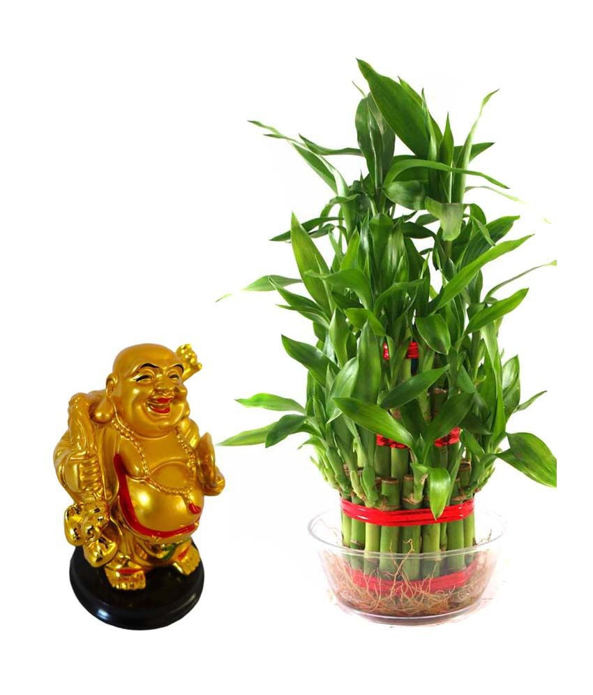 18 Popular Bamboo Vases Online India 2024 free download bamboo vases online india of rolling nature combo of laughing buddha and lucky bamboo buy regarding rolling nature combo of laughing buddha and lucky bamboo