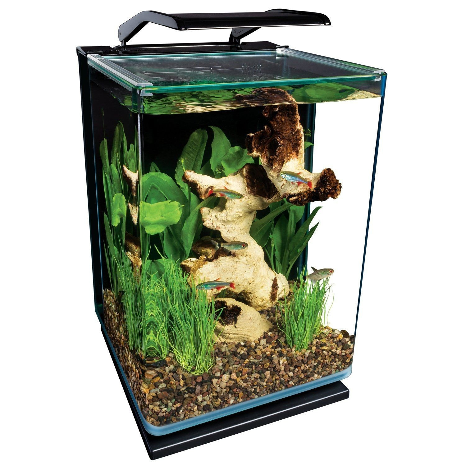 22 Popular Best Plants for Betta Fish Vase 2024 free download best plants for betta fish vase of 5 gallon vase pictures fish tank inspiring cool fish to buy within 5 gallon vase pictures fish tank inspiring cool fish to buy inspirational vases fish