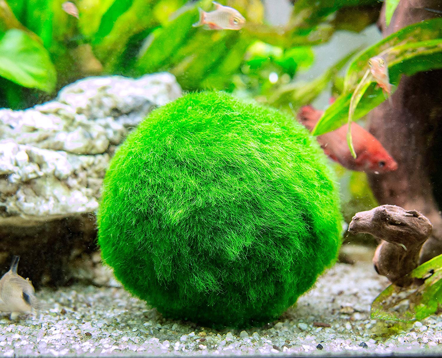 22 Popular Best Plants for Betta Fish Vase 2024 free download best plants for betta fish vase of amazon com 3 betta fish balls live marimo aquarium plants for regarding amazon com 3 betta fish balls live marimo aquarium plants for fish tanks natural to