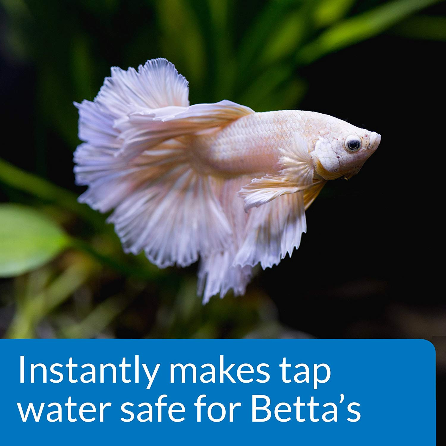 22 Popular Best Plants for Betta Fish Vase 2024 free download best plants for betta fish vase of amazon com api betta water conditioner betta fish freshwater intended for amazon com api betta water conditioner betta fish freshwater aquarium water condi