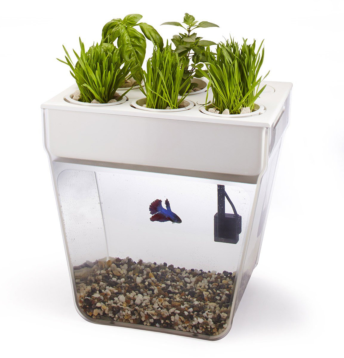 22 Popular Best Plants for Betta Fish Vase 2024 free download best plants for betta fish vase of back to the roots water garden desktop aquaponics direct from with back to the roots water garden desktop aquaponics direct from growers house