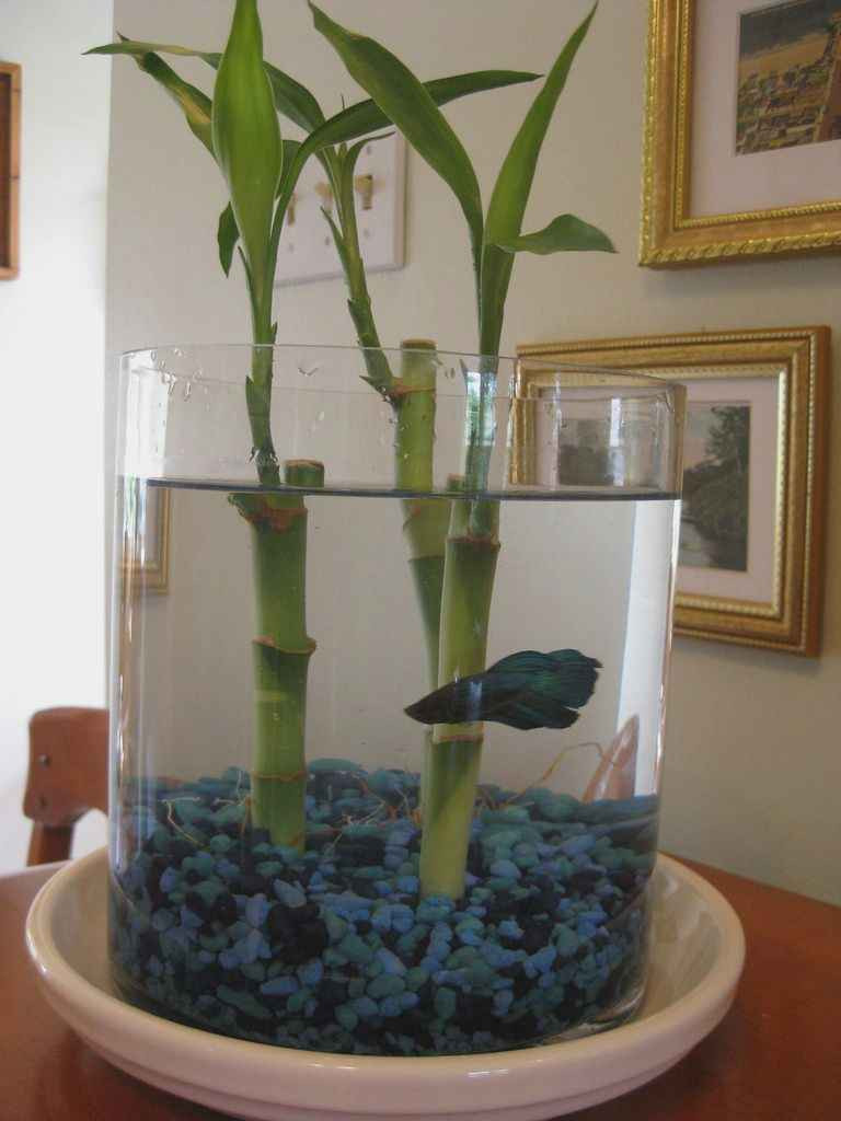 22 Popular Best Plants for Betta Fish Vase 2024 free download best plants for betta fish vase of fresh best plants for betta plant directory for betta fish our new betta fish with lucky bambo amy wonder years betta fish pinterest best plants