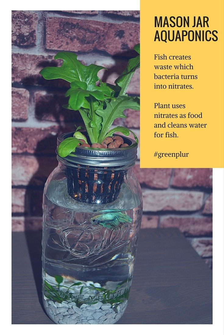 22 Popular Best Plants for Betta Fish Vase 2024 free download best plants for betta fish vase of how mason jar aquaponics works fish waste used as fertlizer by within fish waste used as fertlizer by plant plant cleans water for fish mini ecosystem gree