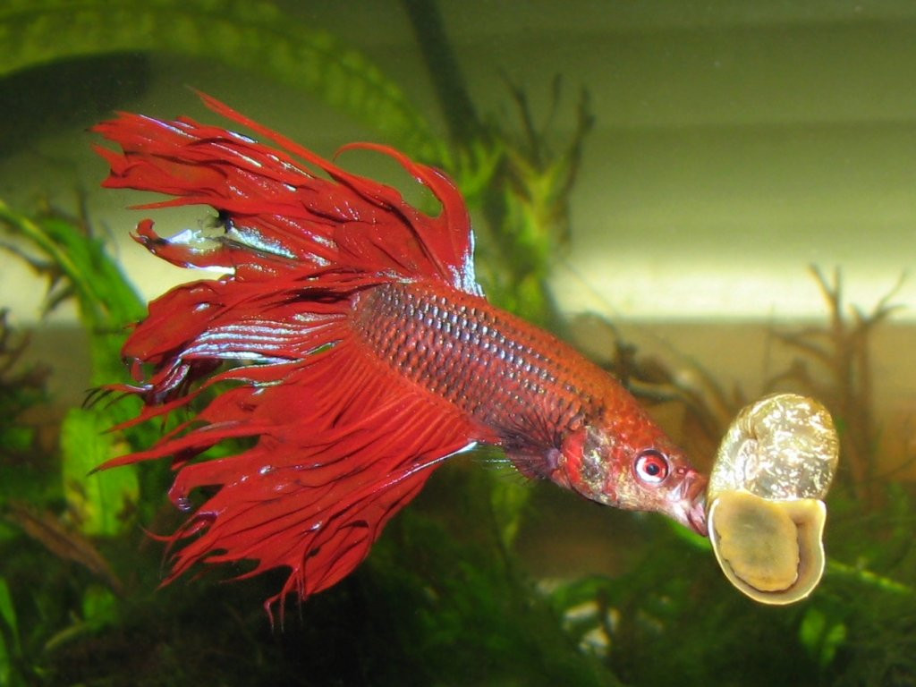 22 Popular Best Plants for Betta Fish Vase 2024 free download best plants for betta fish vase of image seo all 2 betta fish post 21 with 58 mean and pinchy