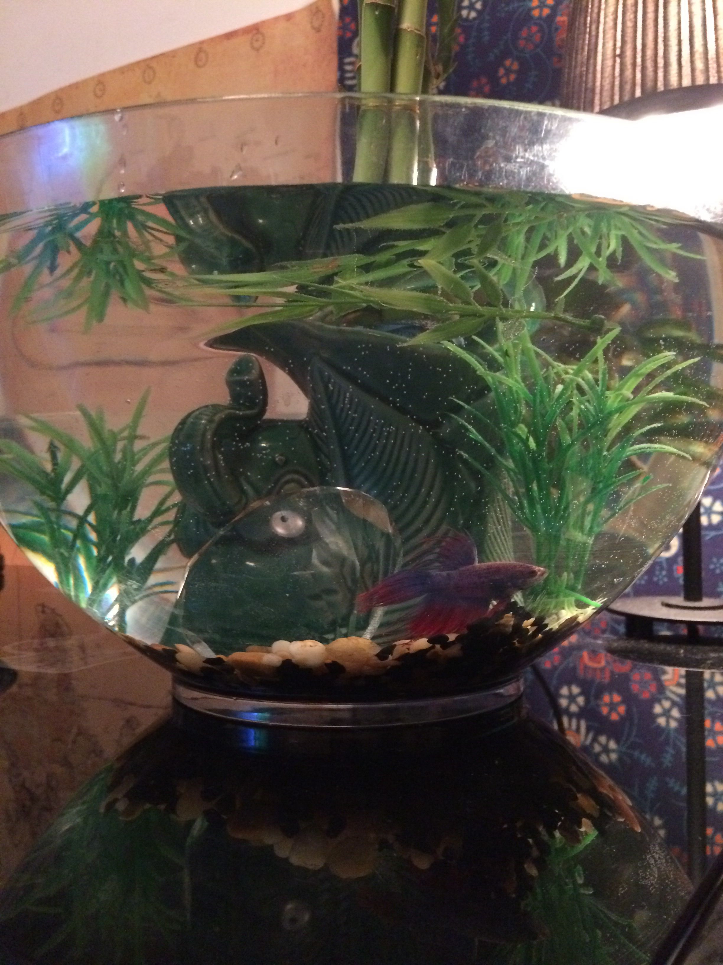 27 Stylish Betta Fish and Plant Vase 2024 free download betta fish and plant vase of diy betta pond 2 gallon or more bowl a heater at least 10 watts 25 with regard to diy betta pond 2 gallon or more bowl a heater at least 10 watts 25 is the best 