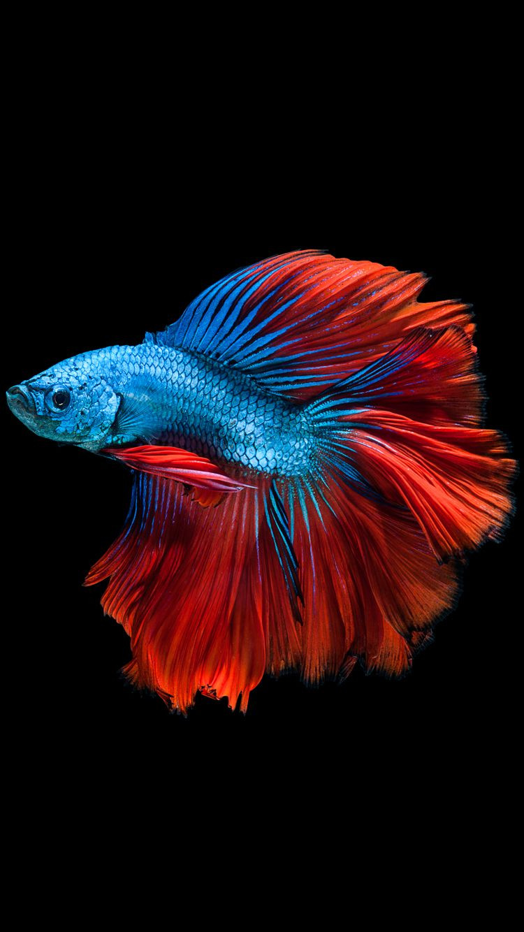 10 Spectacular Betta Fish Vase 2024 free download betta fish vase of apple iphone 6s wallpaper with blue betta fish in dark background in within apple iphone 6s wallpaper with red and blue betta fish and dark background in 750x1334