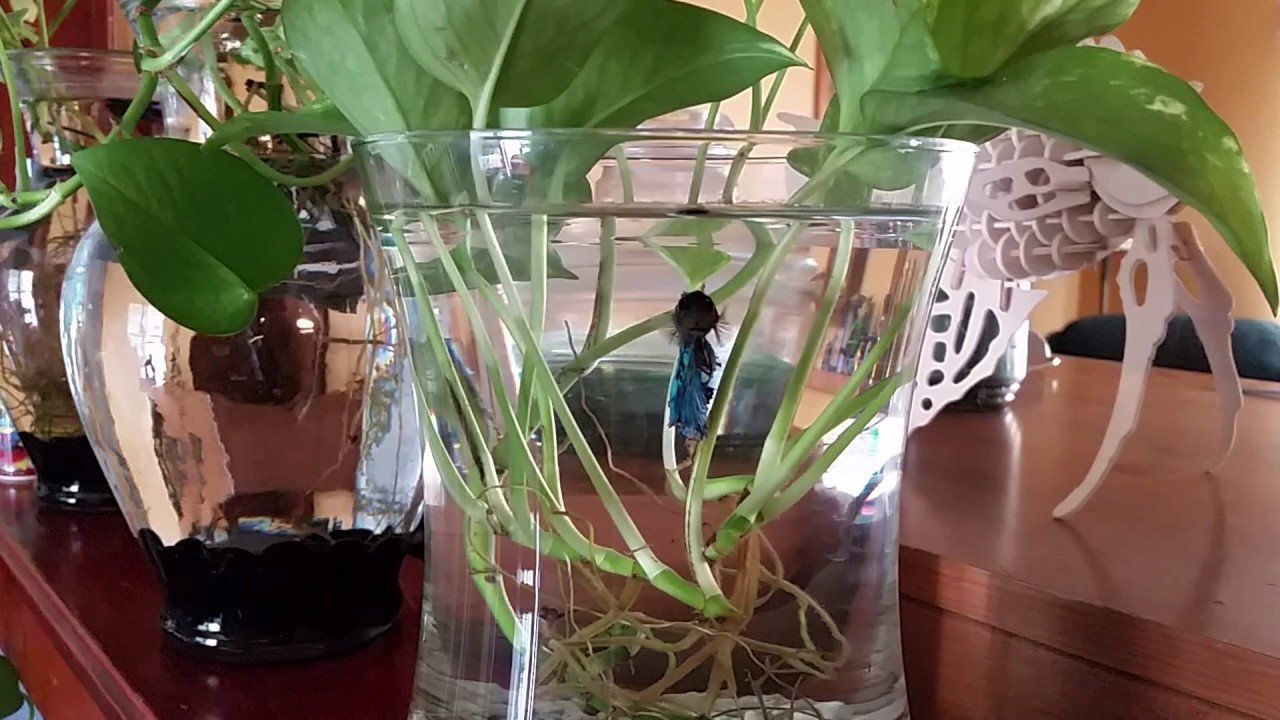 10 Spectacular Betta Fish Vase 2024 free download betta fish vase of betta fish plants vase flower gardening flower and vegetables in bettas in vases with vining plants youtube