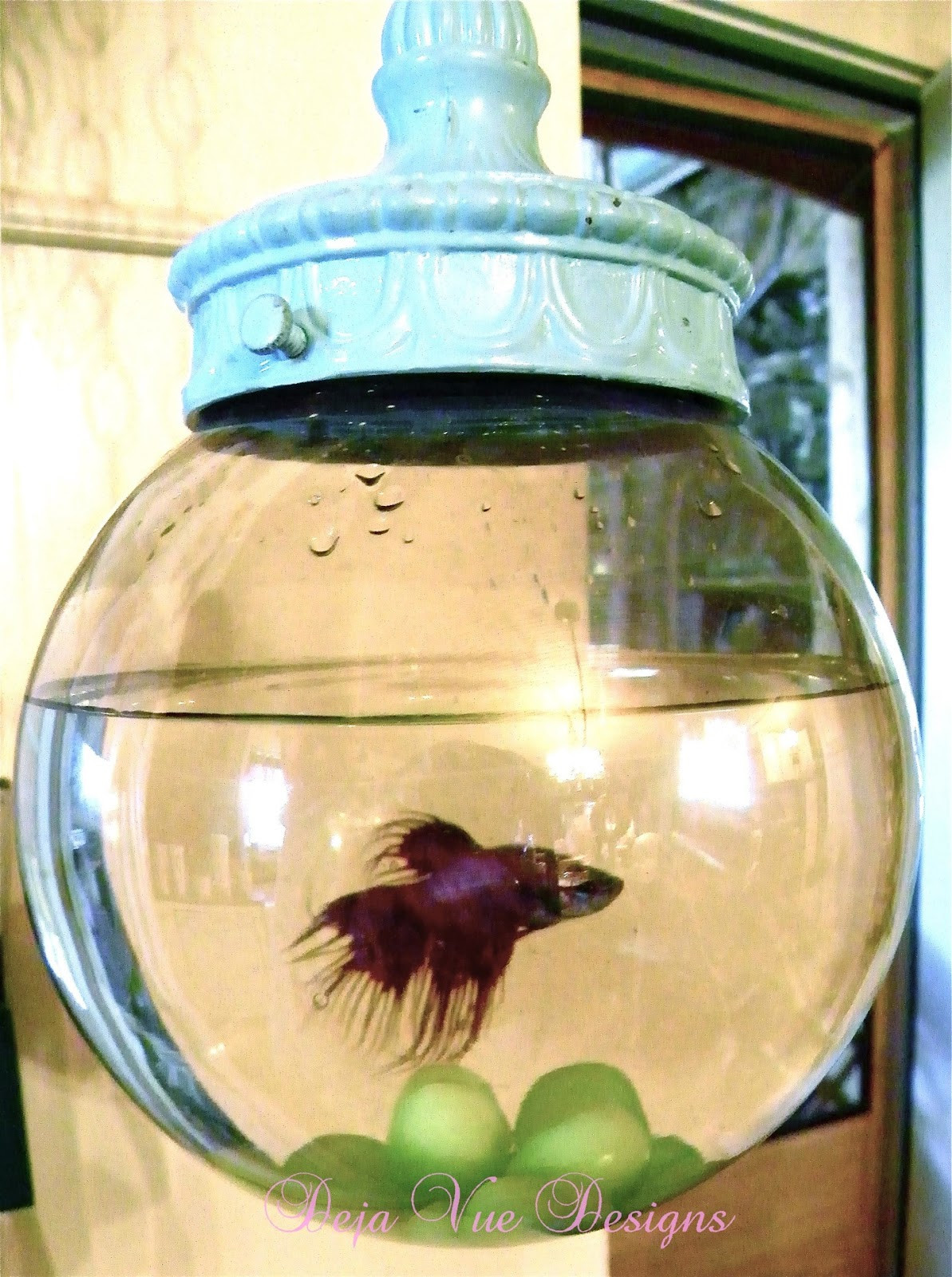 10 Spectacular Betta Fish Vase 2024 free download betta fish vase of creative betta fish bowl ideas for creative betta fish bowl ideas photo13