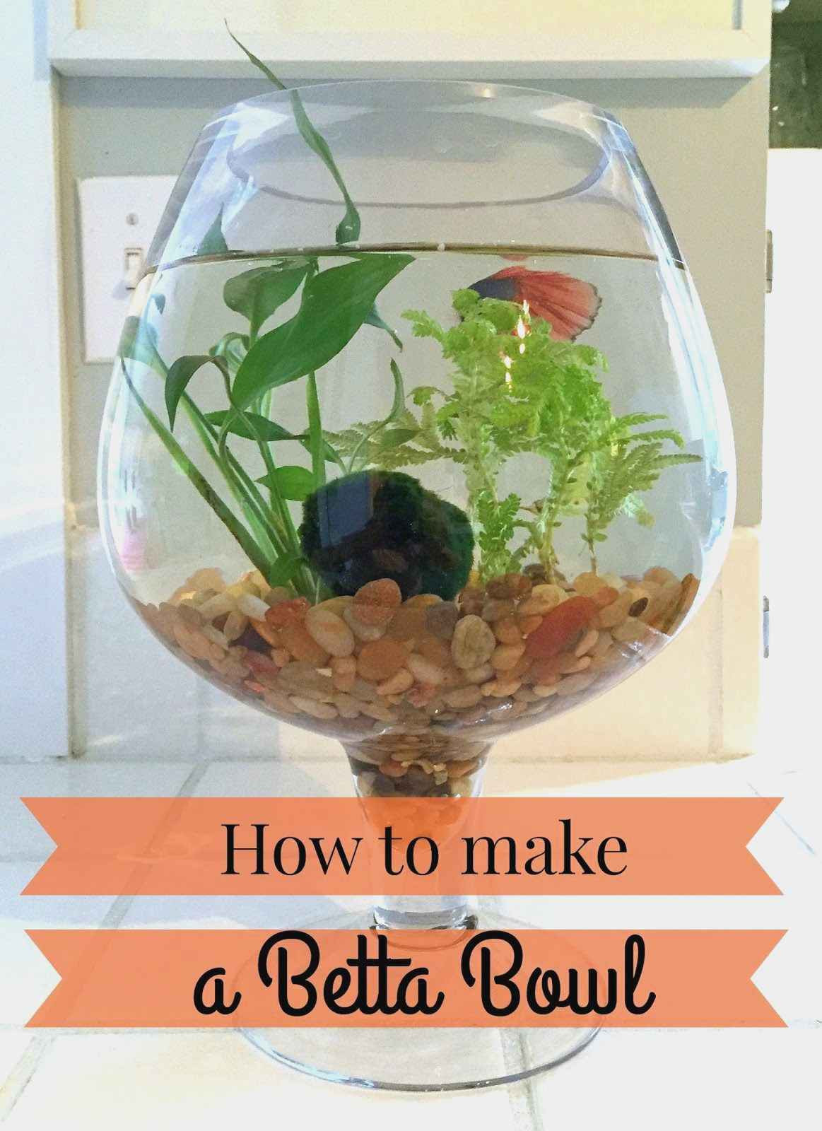 10 Spectacular Betta Fish Vase 2024 free download betta fish vase of fresh best plants for betta plant directory pertaining to how to make a betta bowl with live plants