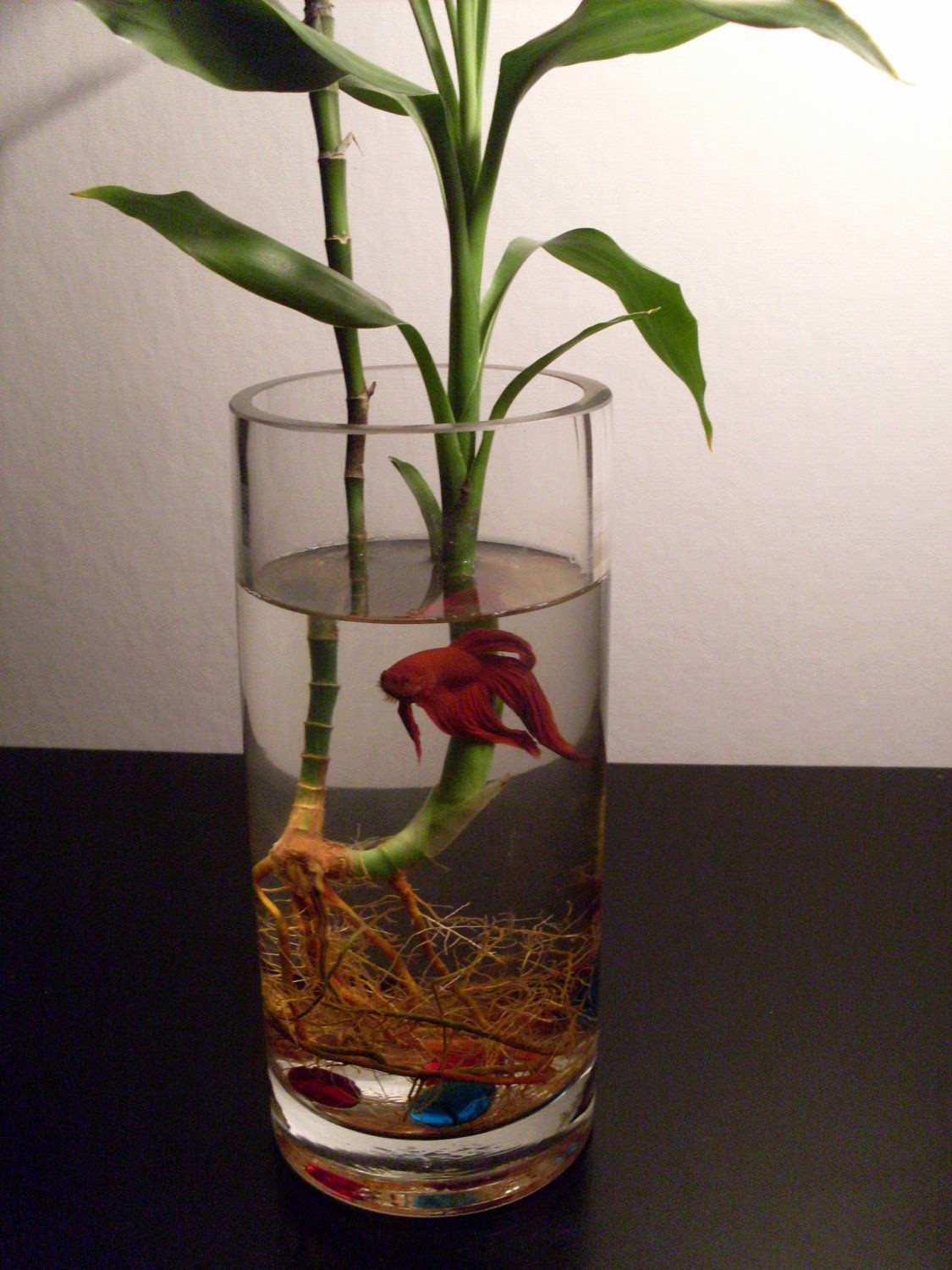 27 Stunning Betta Fish Vase with Bamboo 2024 free download betta fish vase with bamboo of 30 new bamboo plant for betta fish bamboo house plant with regard to bamboo plant for betta fish awesome 1000 images about beta fish bowls on pinterest