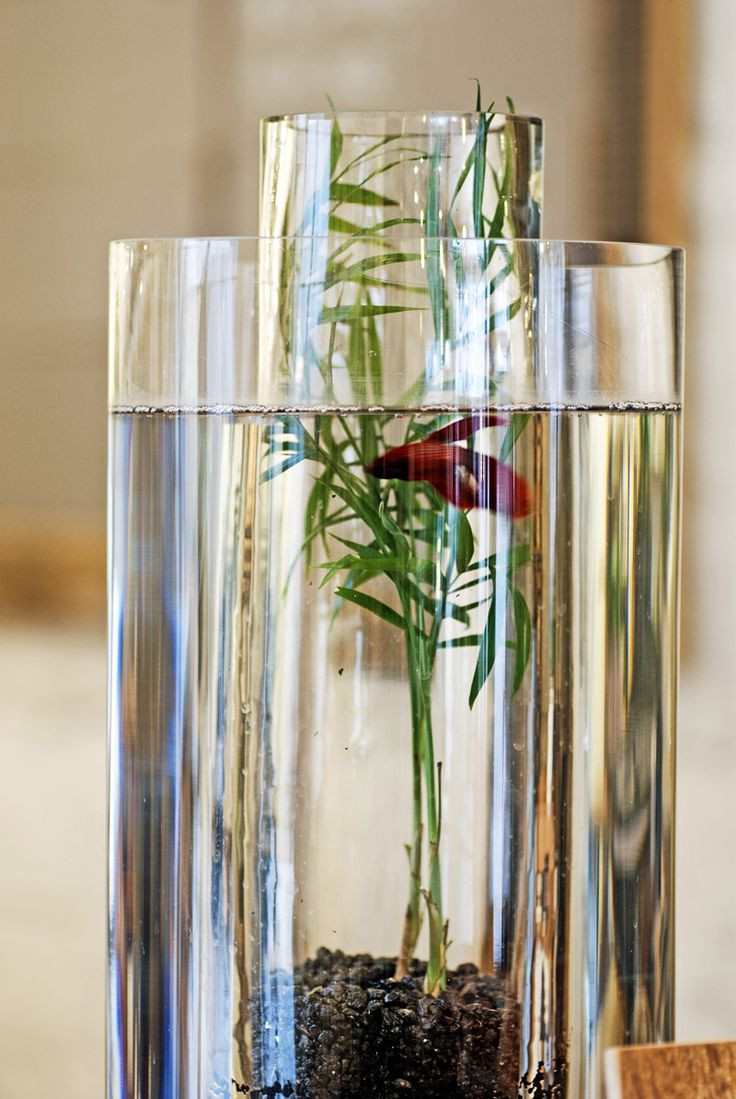 27 Stunning Betta Fish Vase with Bamboo 2024 free download betta fish vase with bamboo of 9 best aqua images on pinterest fish aquariums aquariums and fish regarding fish are friends