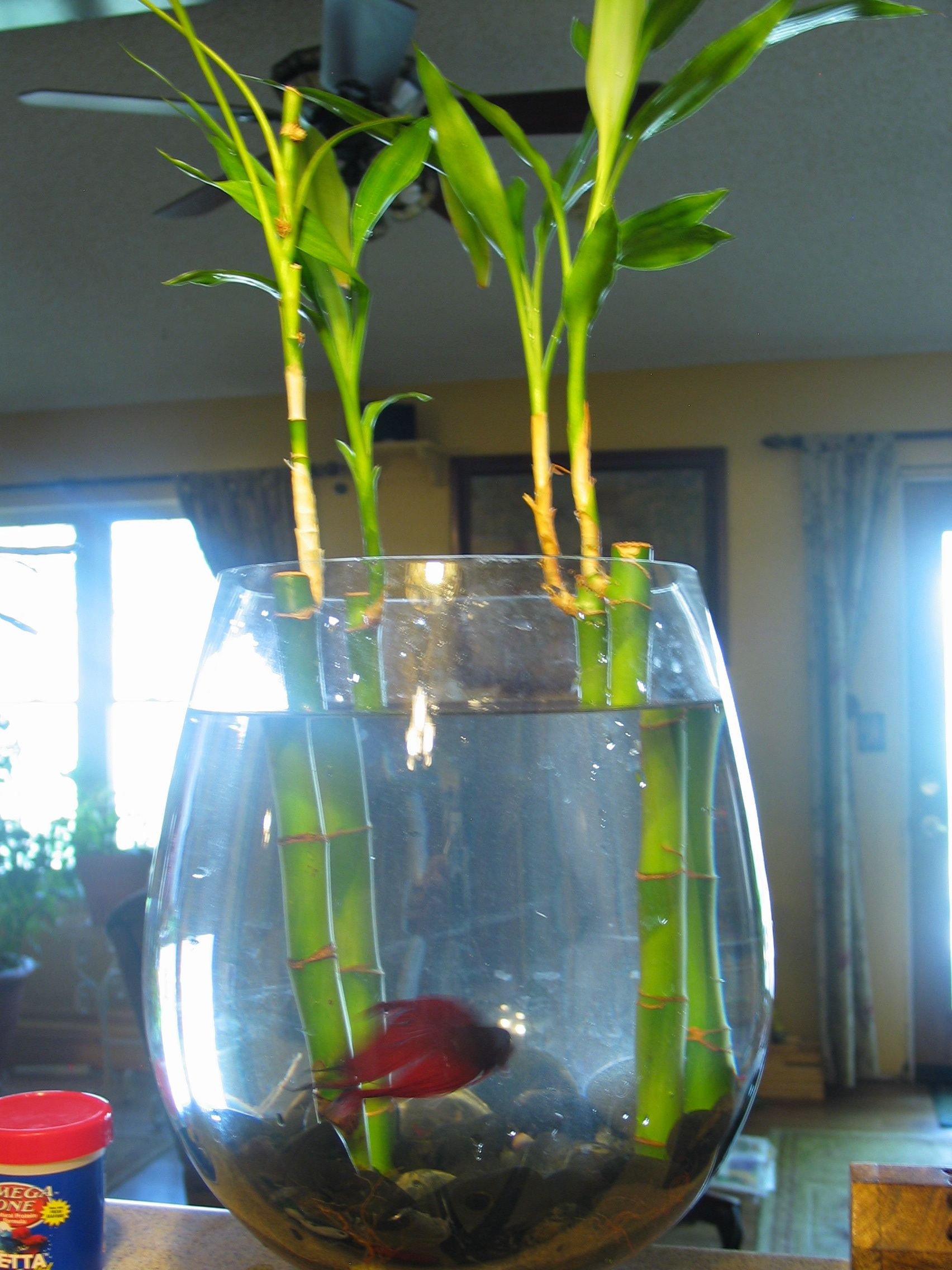 27 Stunning Betta Fish Vase with Bamboo 2024 free download betta fish vase with bamboo of beta or betta fish and bamboo living together sukulenty a kvac29btiny inside beta or betta fish and bamboo living together