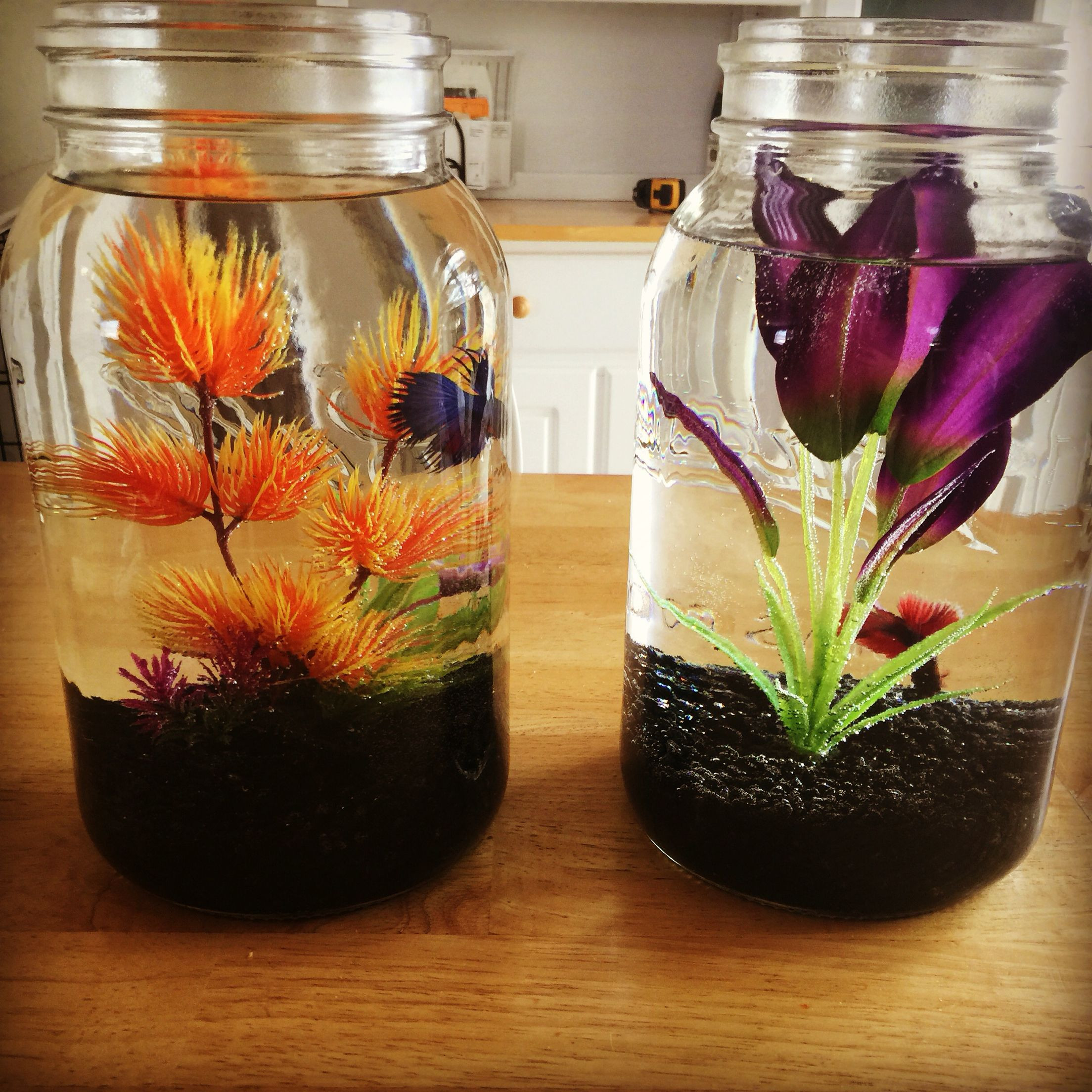 27 Stunning Betta Fish Vase with Bamboo 2024 free download betta fish vase with bamboo of betta fish facts diy pet stuff pinterest fish fish tank and with beta fish bowl ideas gal size mason jars