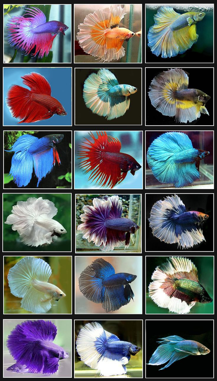 14 Fashionable Betta Vase Kit 2024 free download betta vase kit of 28 best fish bowl ideas images on pinterest fish tanks pisces and pertaining to how to care for your betta fish