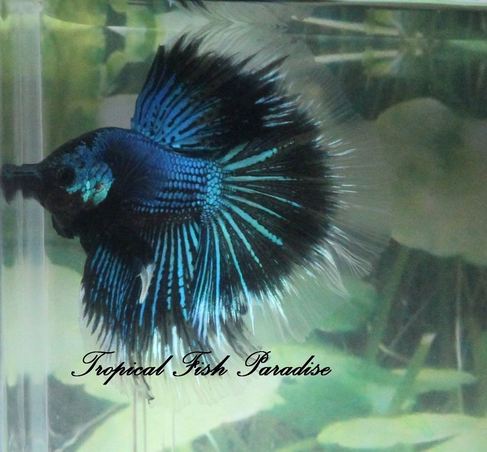 14 Fashionable Betta Vase Kit 2024 free download betta vase kit of nice blue green black orchid halfmoon hm imported male betta fish in nice blue green black orchid halfmoon hm imported male betta fish hmo79 black