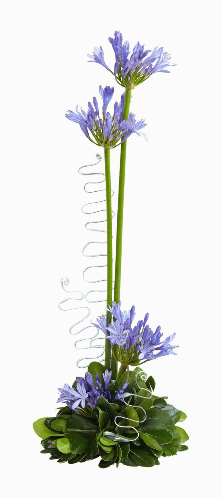 13 Ideal Blue Centerpiece Vases 2024 free download blue centerpiece vases of 5 lovely tall blue flowers graphics best roses flower with new 9 awesome tall stalk flowers pics of 5 lovely tall blue flowers graphics