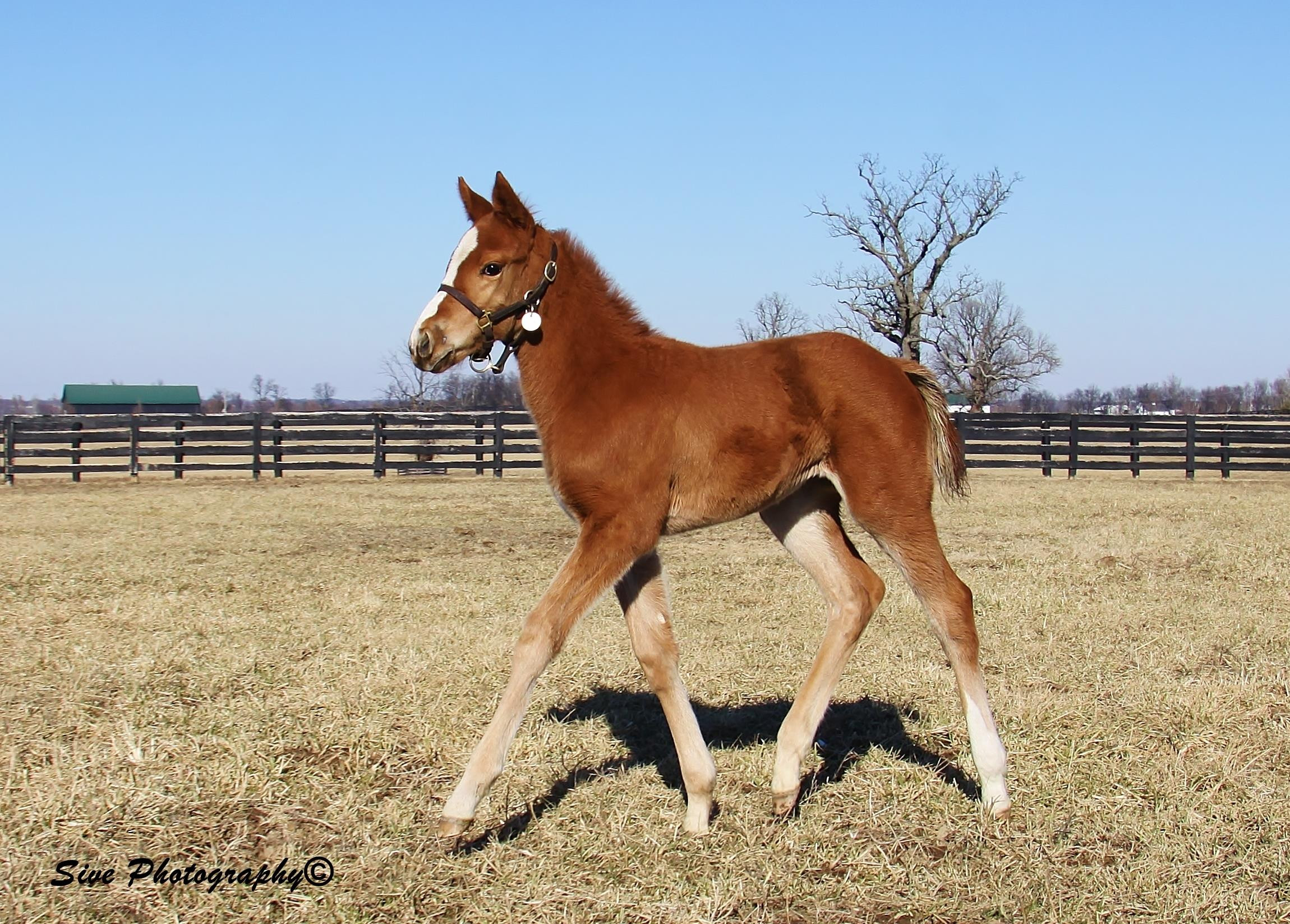 17 Recommended Brody Co Glass Vase 2024 free download brody co glass vase of jimmy creed spendthrift farm thoroughbred stallion farm throughout jimmy creed shes extreme 2015 filly