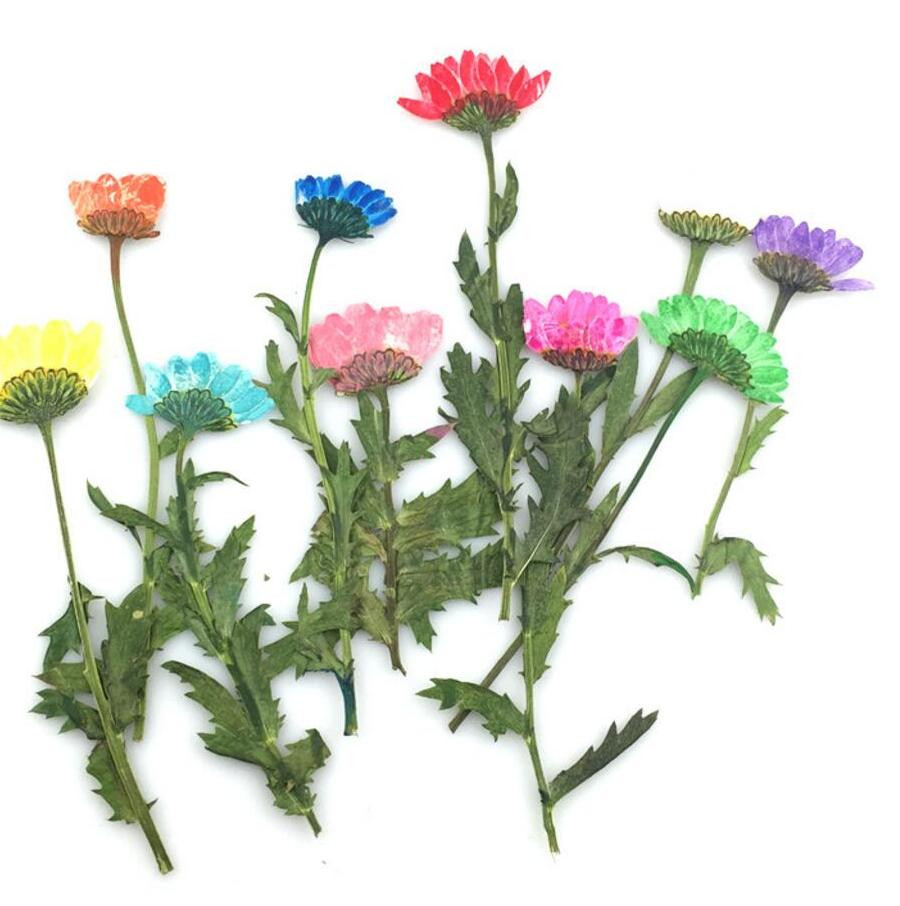 10 Best Broken Glass Vase Filler 2024 free download broken glass vase filler of 100pcs pressed dried daisy flower plants herbarium times gems with 100pcs pressed dried daisy flower plants herbarium times gems jewelry pendant bracelet rings ea