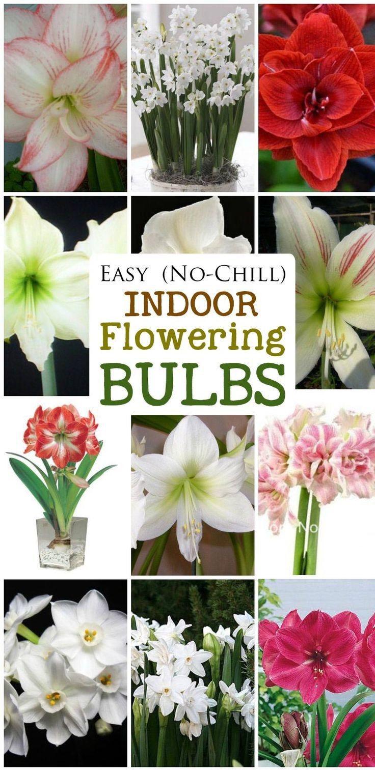 27 Spectacular Bulb forcing Vases wholesale 2024 free download bulb forcing vases wholesale of 33 best vase images on pinterest indoor gardening plants and pertaining to easy no chill indoor flowering bulbs