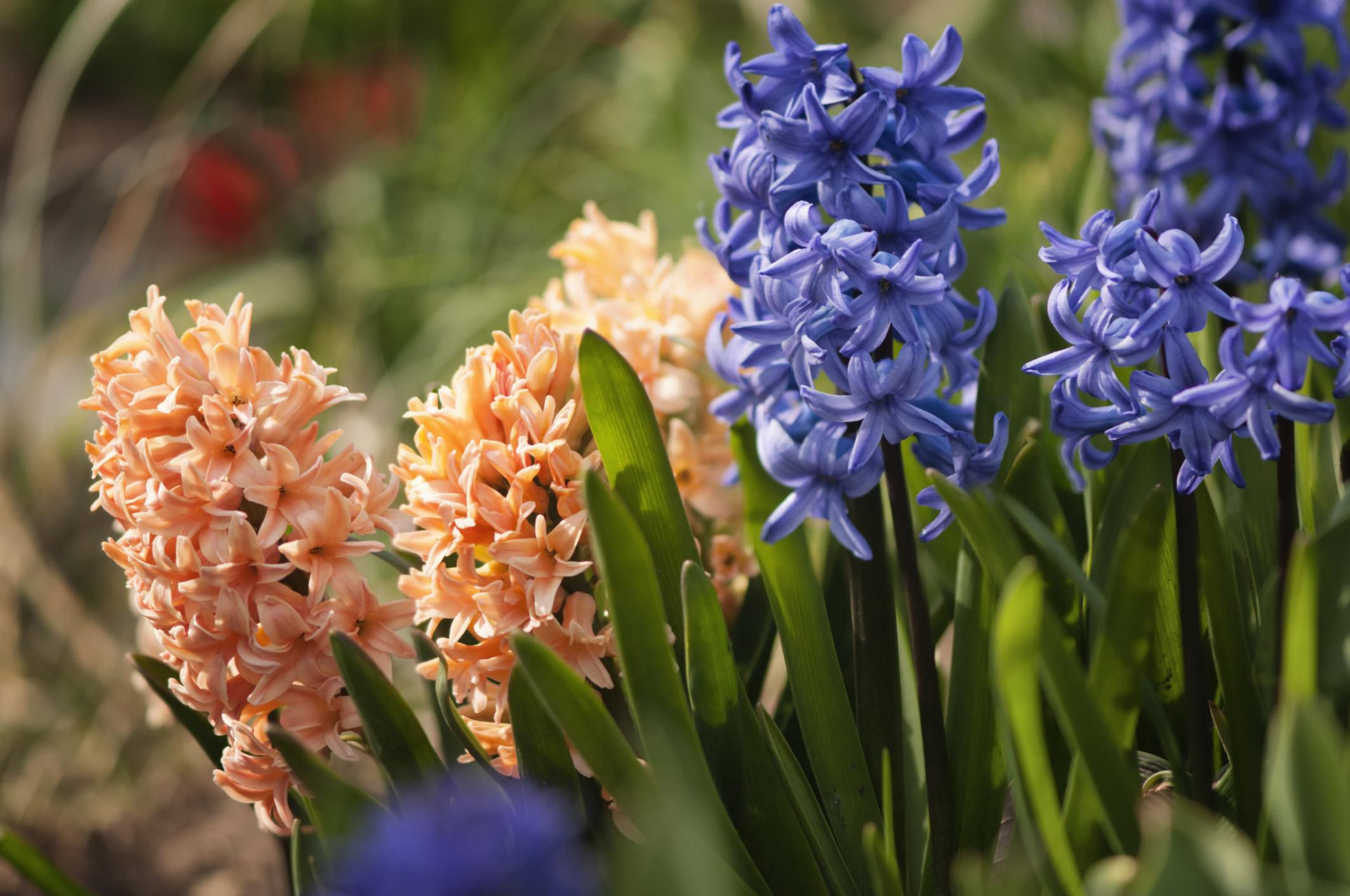 27 Spectacular Bulb forcing Vases wholesale 2024 free download bulb forcing vases wholesale of planting growing and caring for hyacinth bulbs with 467966475 56a346793df78cf7727ca532