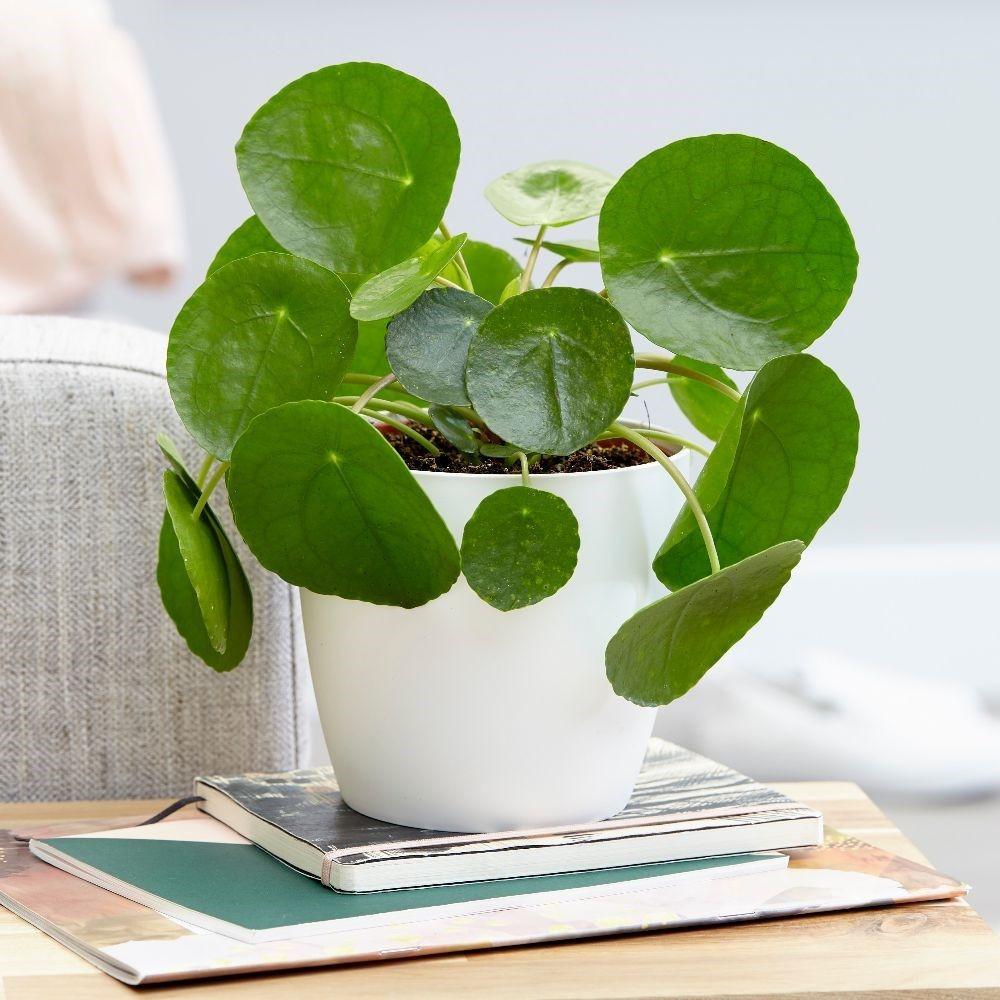 26 Unique Chinese Plant Vase 2024 free download chinese plant vase of chinese money plant pilea peperomioides pot cover combination pertaining to chinese money plant pilea peperomioides pot cover combination