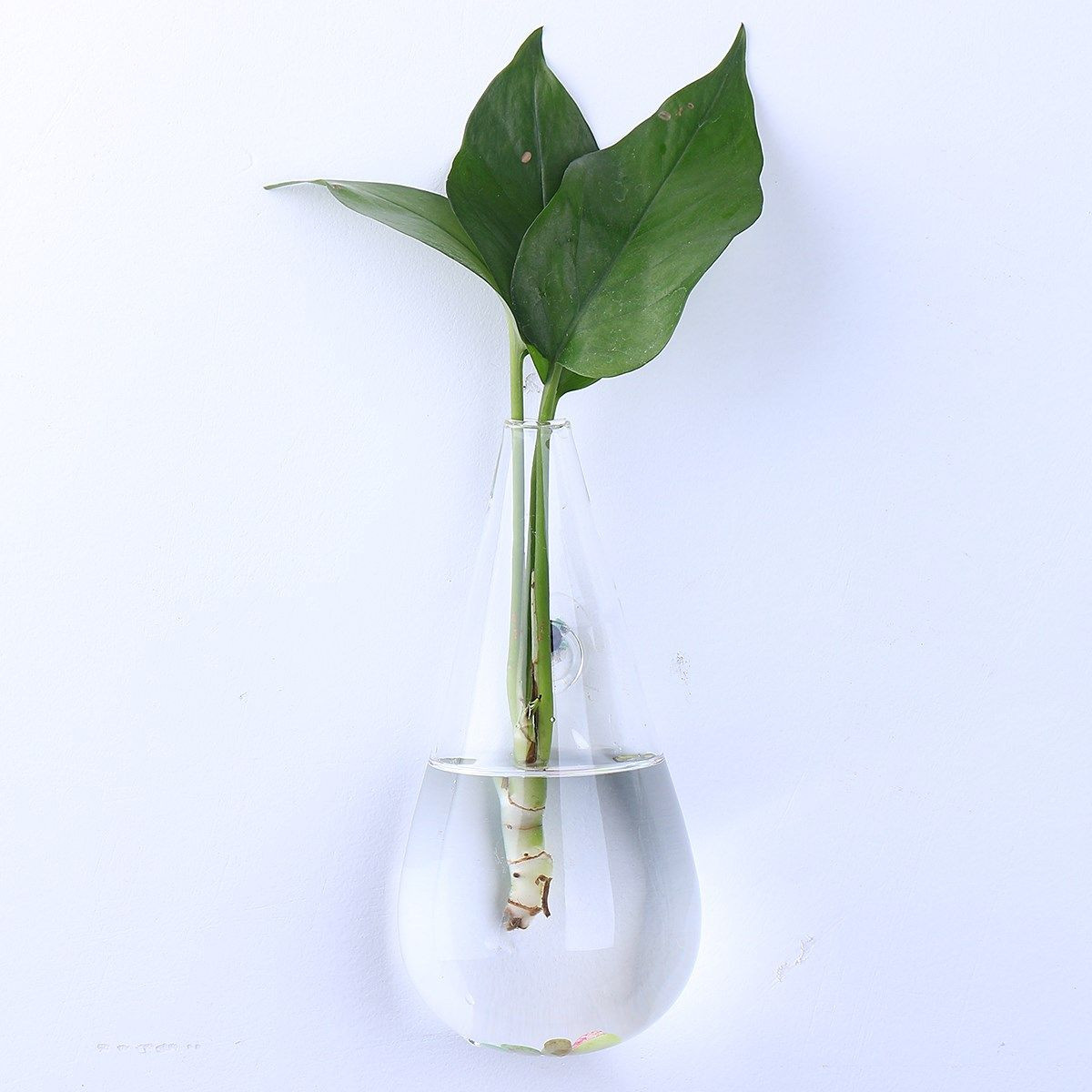 27 Popular Cone Shaped Wall Vase 2024 free download cone shaped wall vase of wall hanging glass flower planter vase terrarium container pertaining to wall hanging glass flower planter vase terrarium container hydroponic plants nursery pots ho