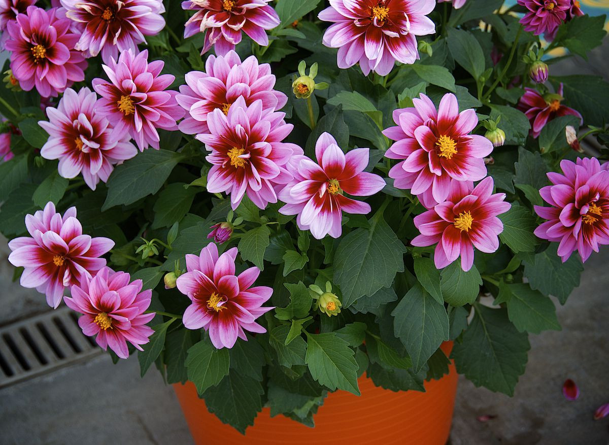 26 Great Corner Flower Vase Online 2024 free download corner flower vase online of how to grow dahlias in pots regarding dahlias pot2 56a1bfa43df78cf7726d955c